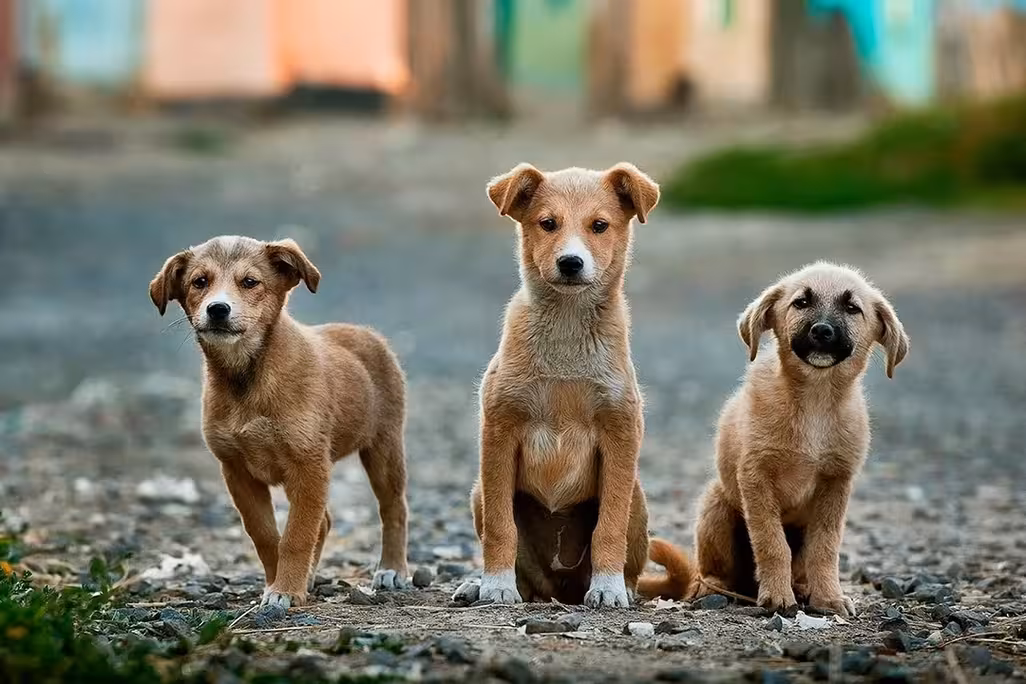 Tres cachorros marrones sentados en la carretera