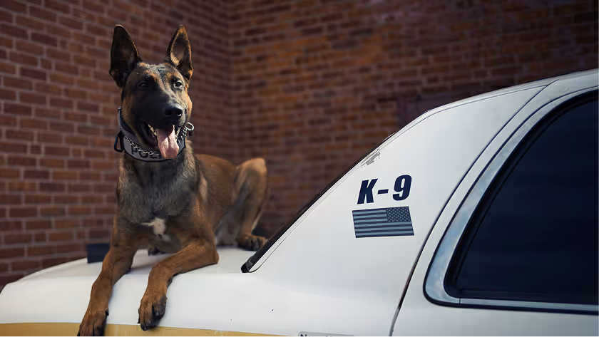 Belgian Malinois police dog sitting on a white K-9 patrol car with brick wall background.