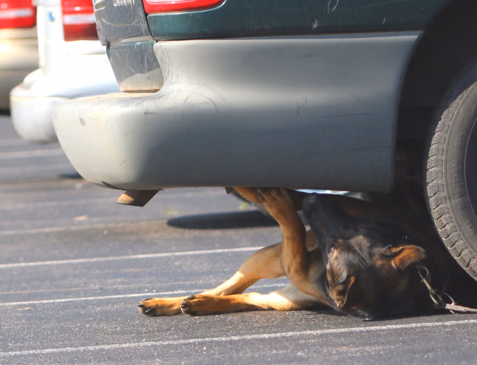 Police K9 Vehicle Search