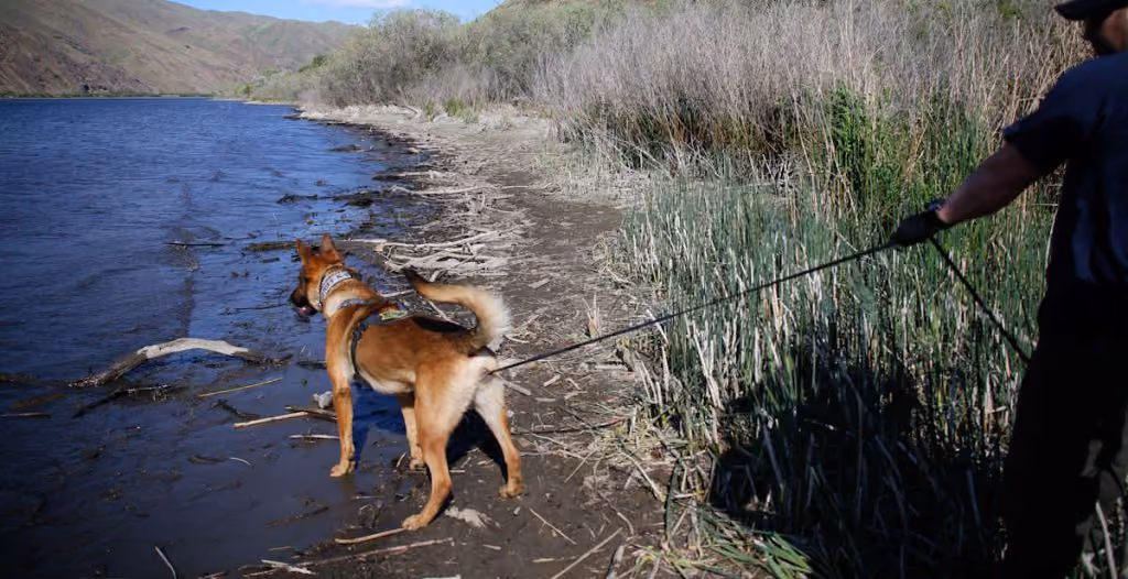Handler and K9 tracking to water (wide)
