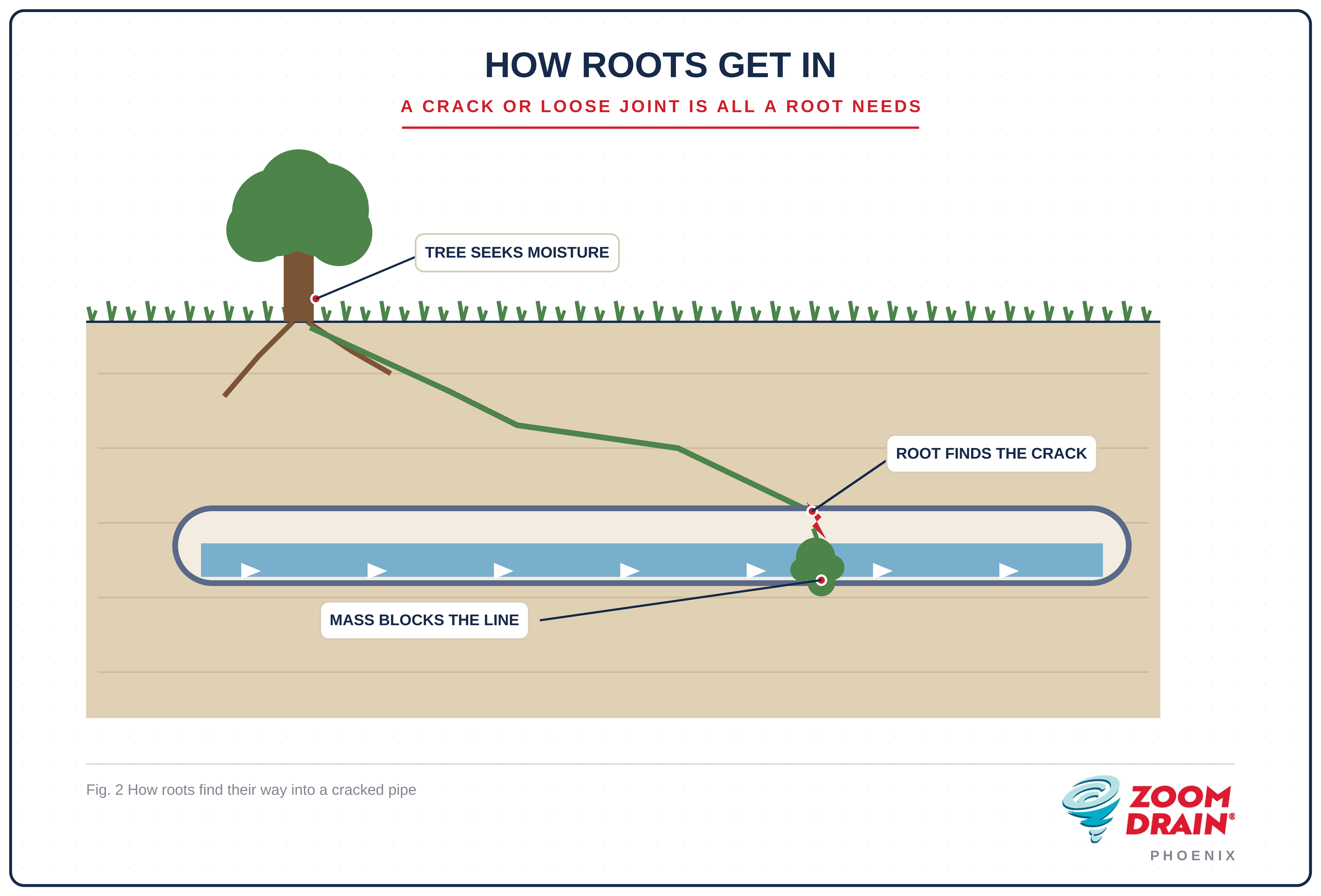 How Roots Get In - Tree Roots in Your Sewer Line