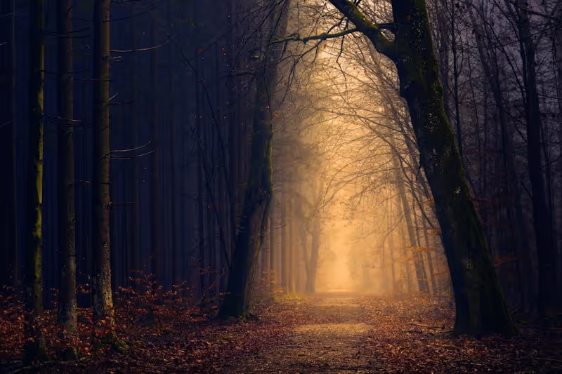 Misty forest path with bare trees and soft golden light filtering through.