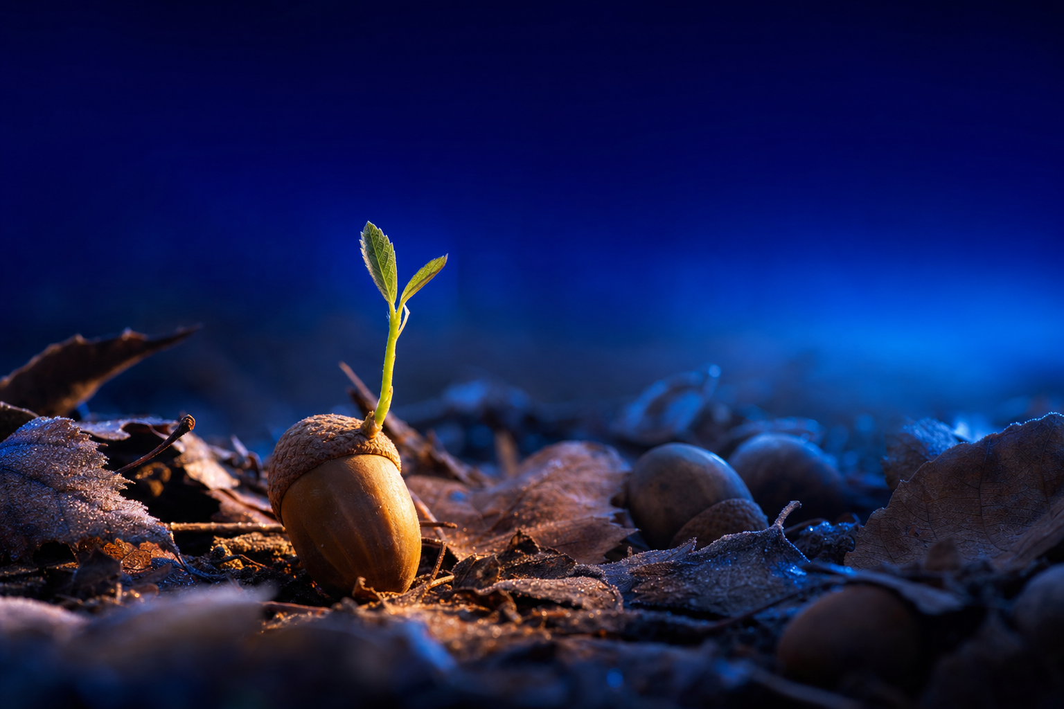 An acorn sprouting early in the light, showing how early positioning compounds like Intuitive Surgical's did