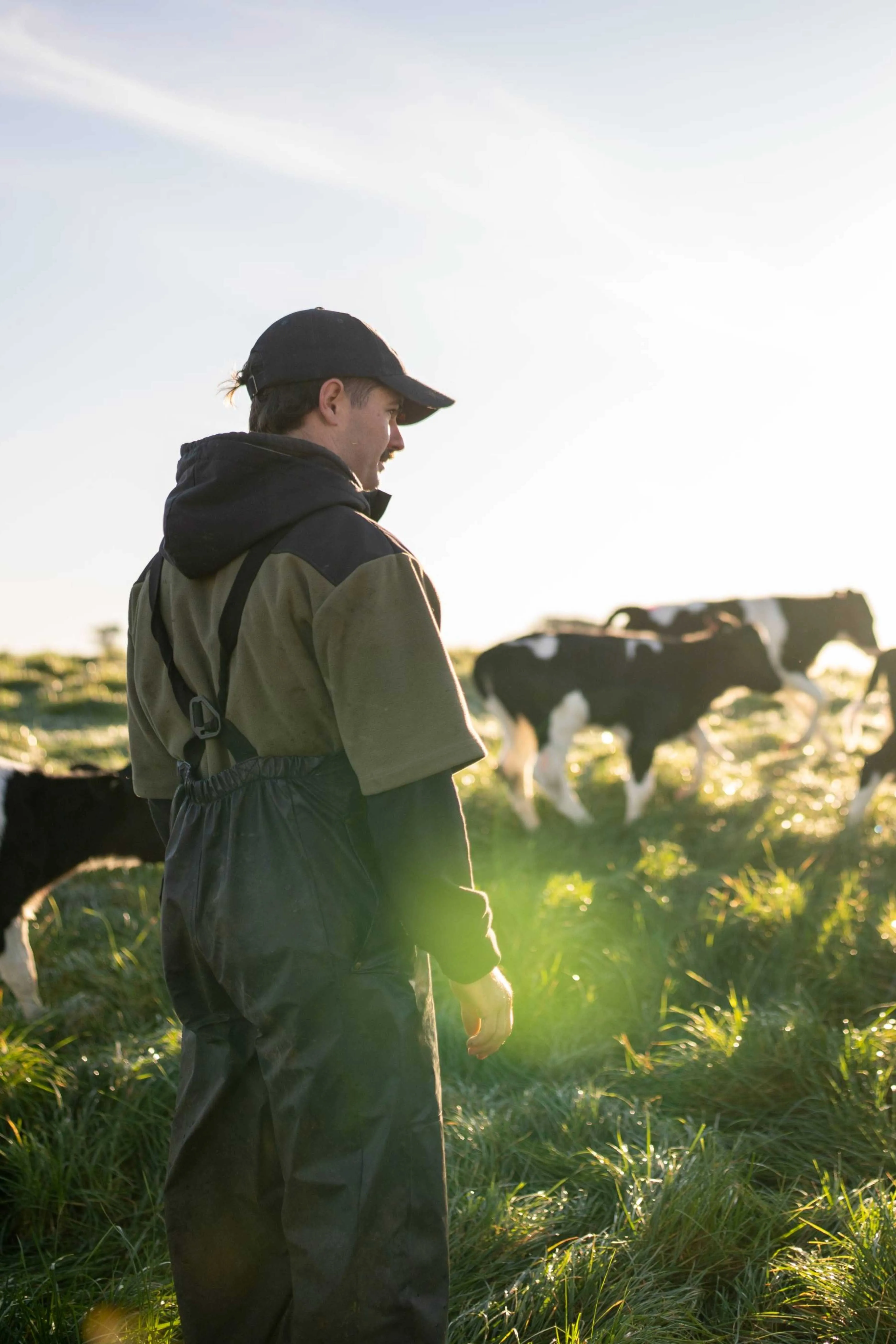 Farmer wearing black and green overalls and black cap standing in a sunlit field with grazing cows.