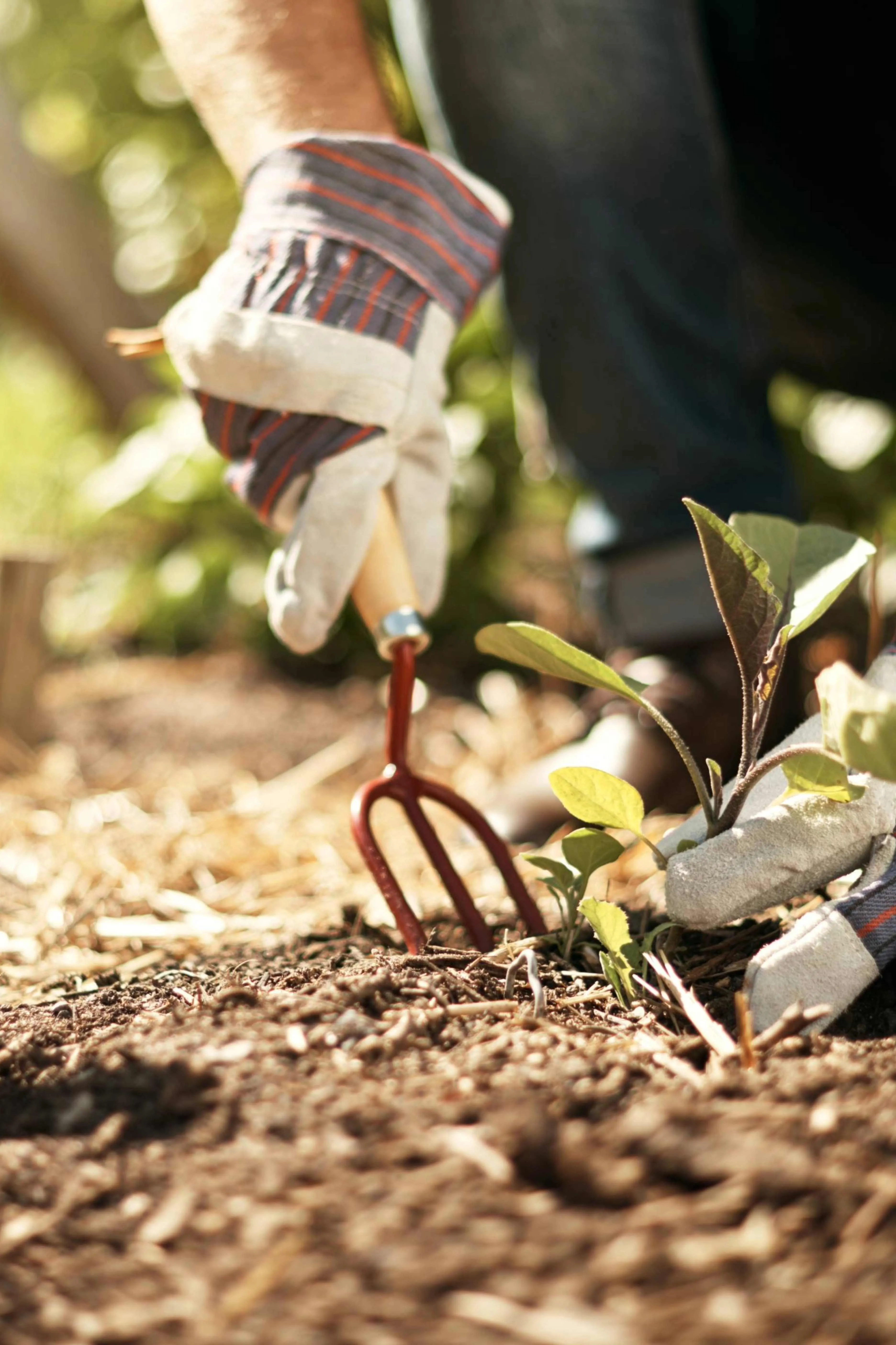 Gardener wearing gloves using a hand rake to tend soil around a small green plant.