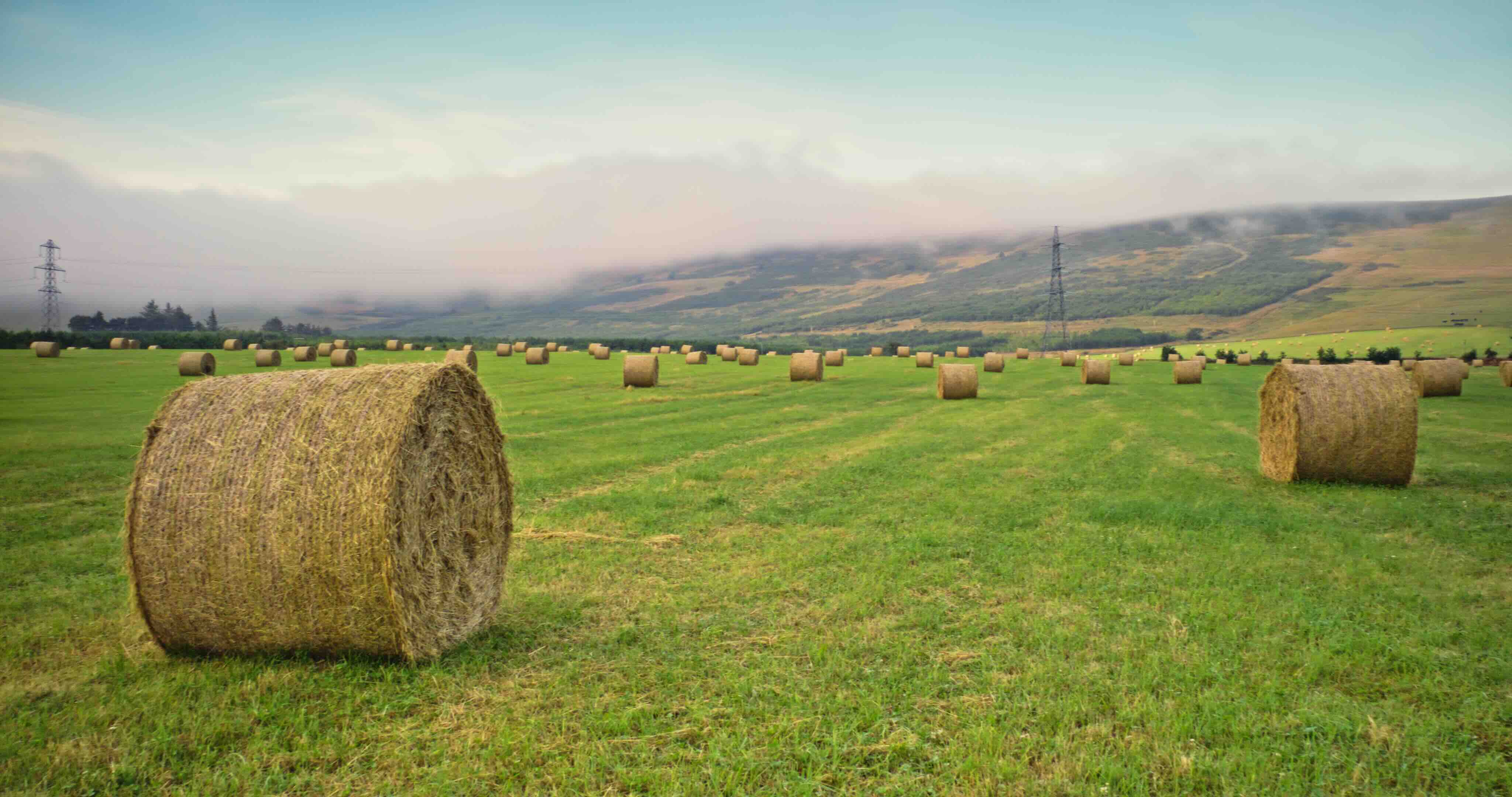 Green field with numerous round hay bales scattered and misty hills in the background.