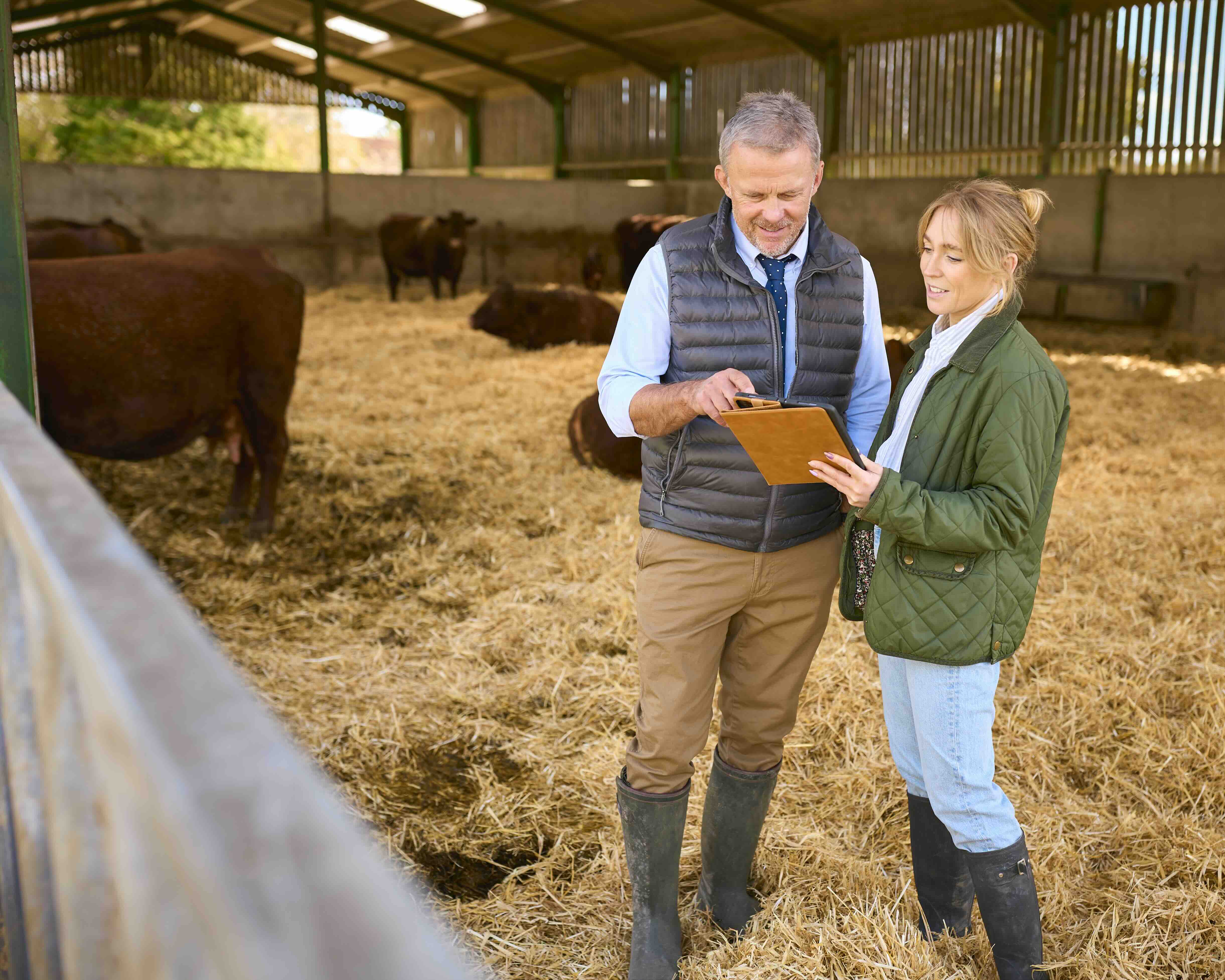Two farmers standing inside a barn with cattle, reviewing information on a clipboard.