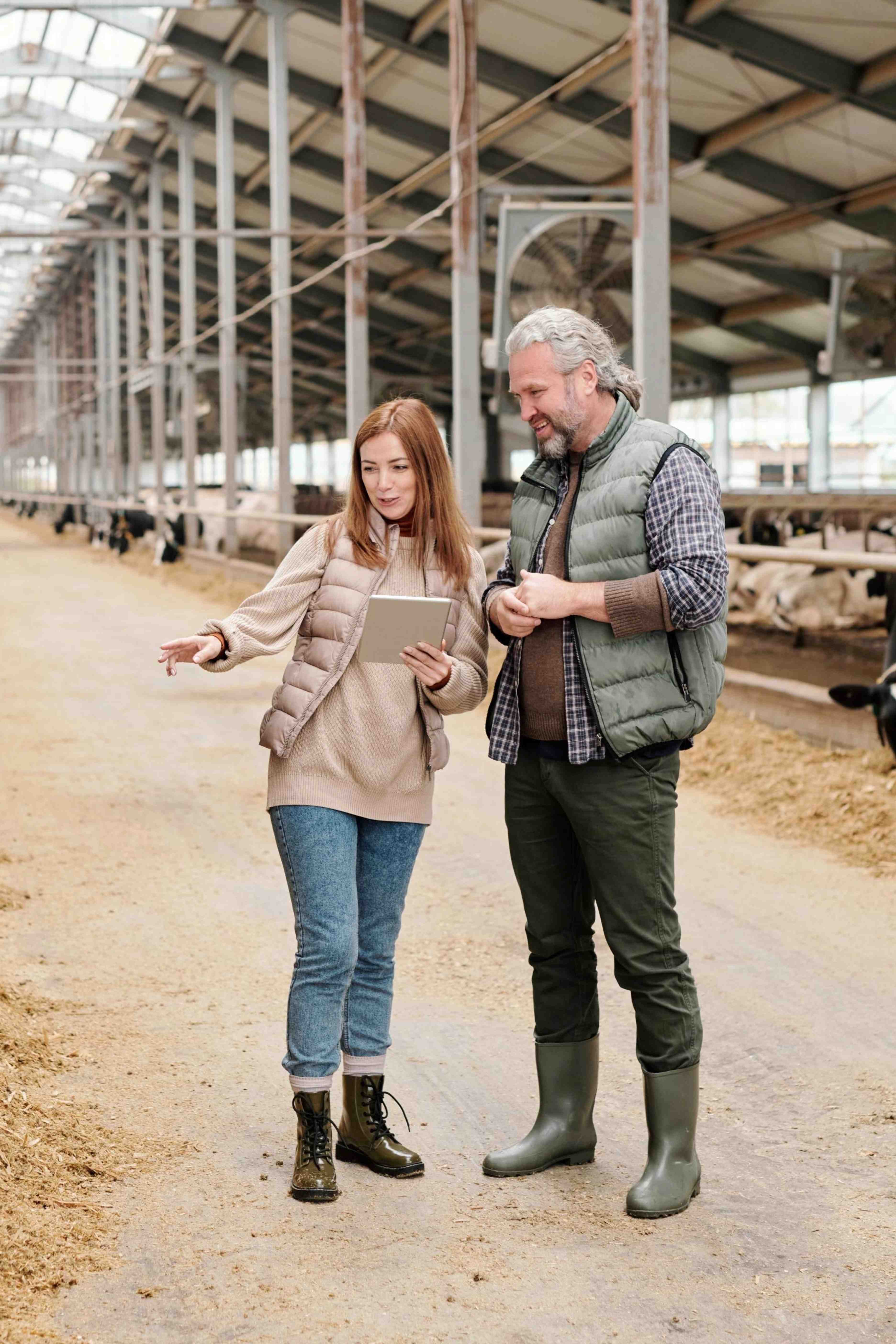 Two farmers in a barn with cows, one holding a tablet and pointing while they discuss.