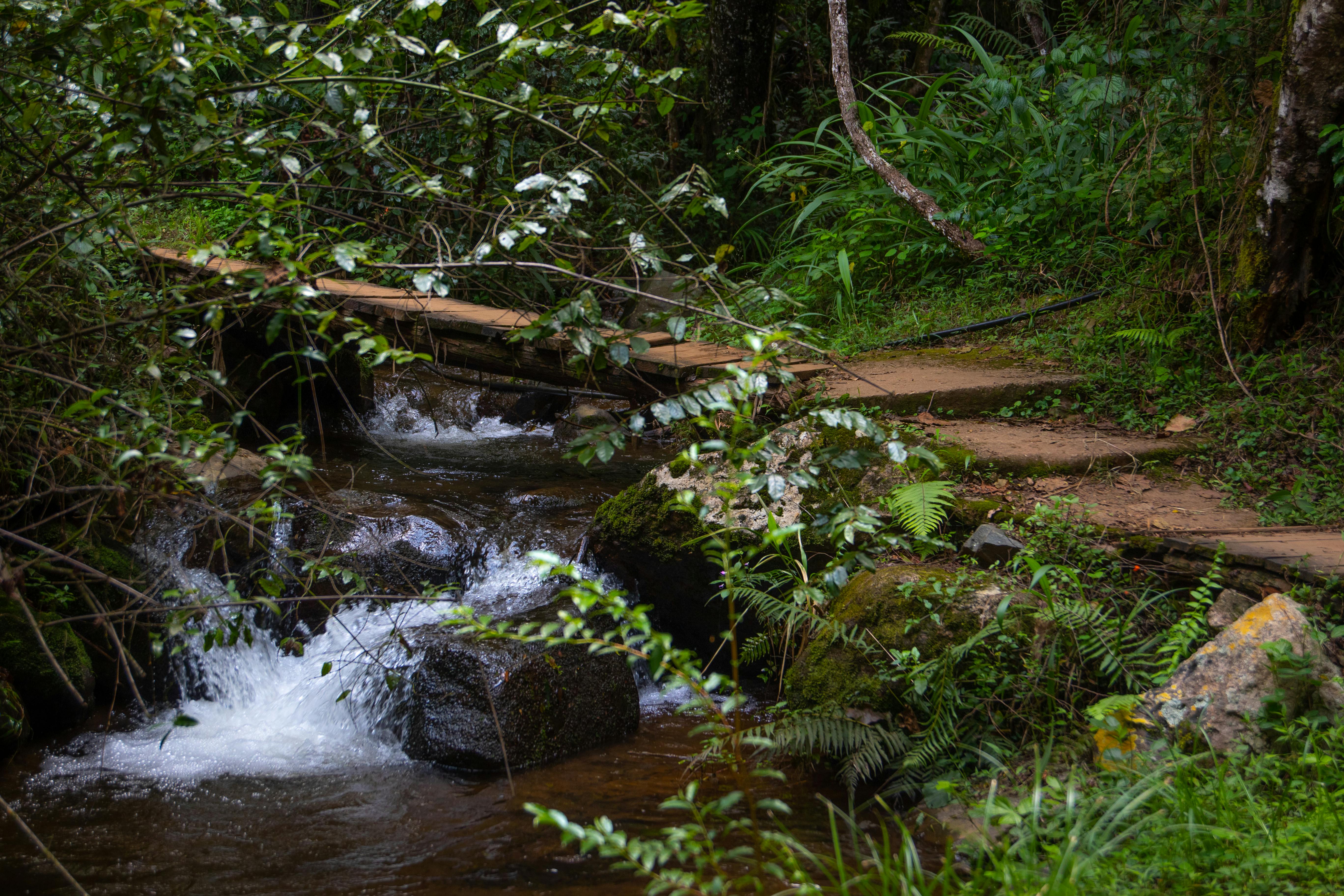 Petit pont de bois traversant un ruisseau dans une forêt dense avec de la végétation luxuriante et des pierres couvertes de mousse.