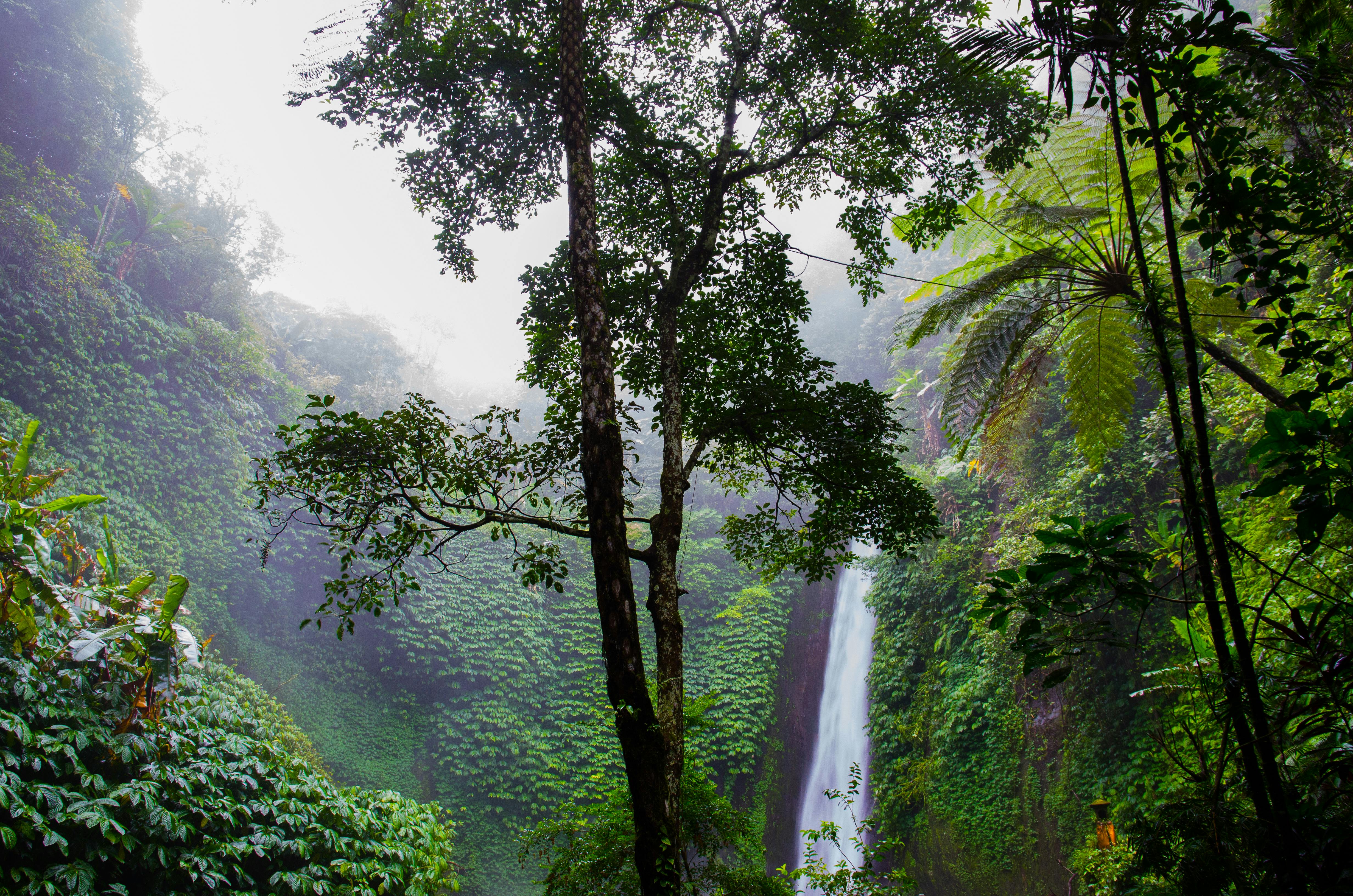 Chute d'eau entourée de végétation dense et arbres dans une forêt tropicale brumeuse.