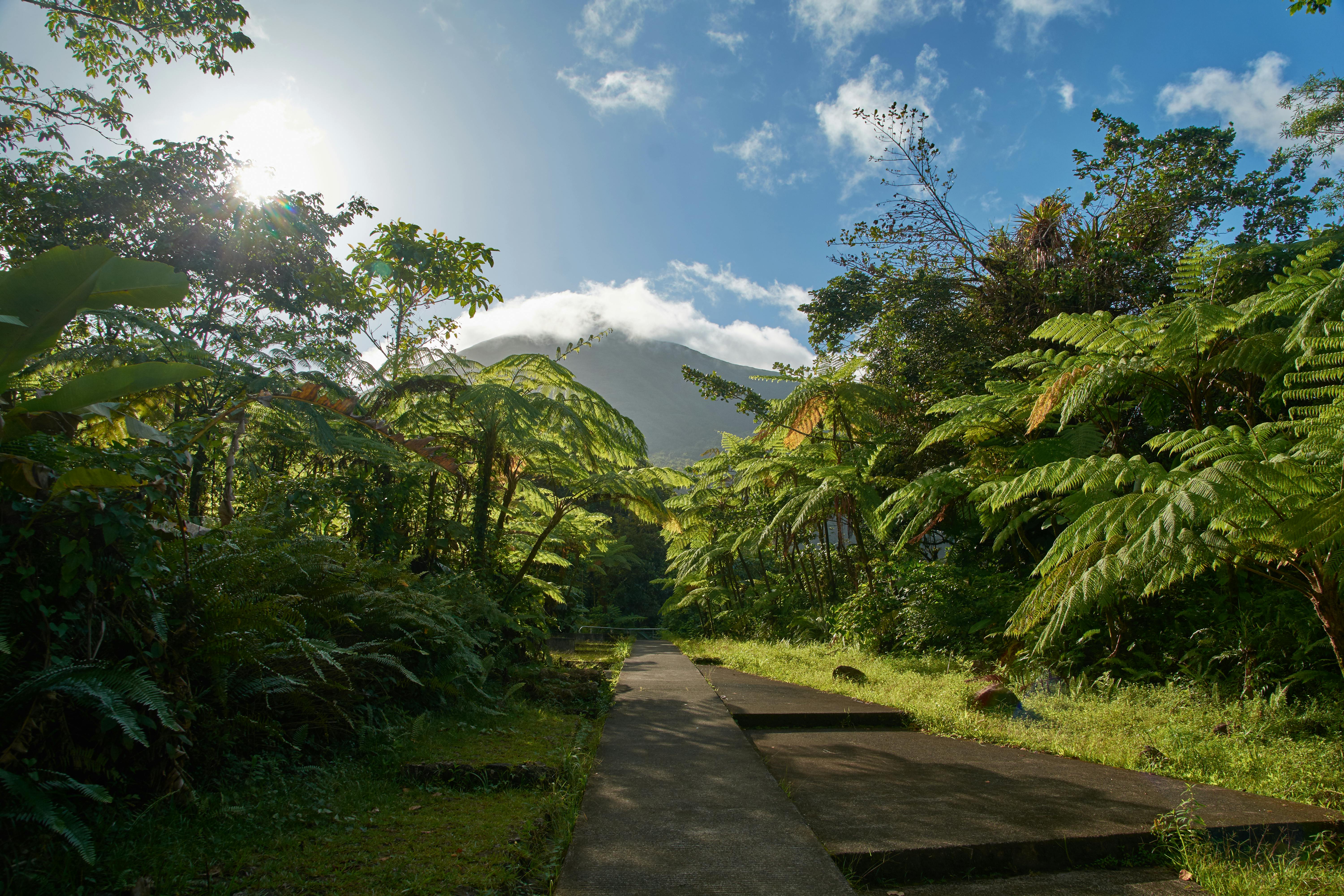 Sentier en béton traversant une forêt tropicale dense avec des fougères arborescentes sous un ciel bleu partiellement nuageux et une montagne partiellement couverte de nuages en arrière-plan.