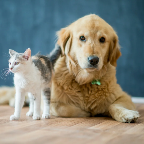 The Banks is Pet-Friendly