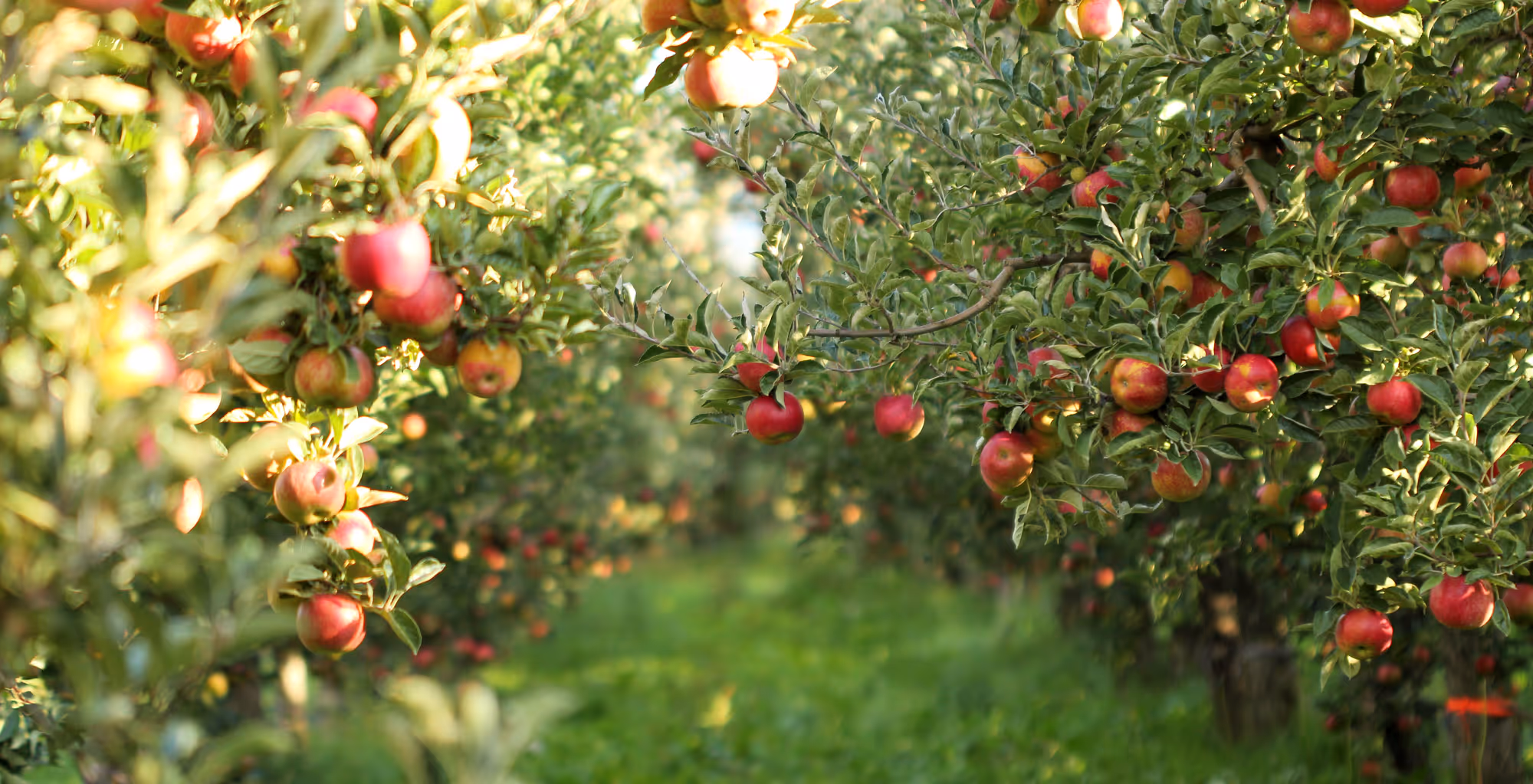 Apple orchard