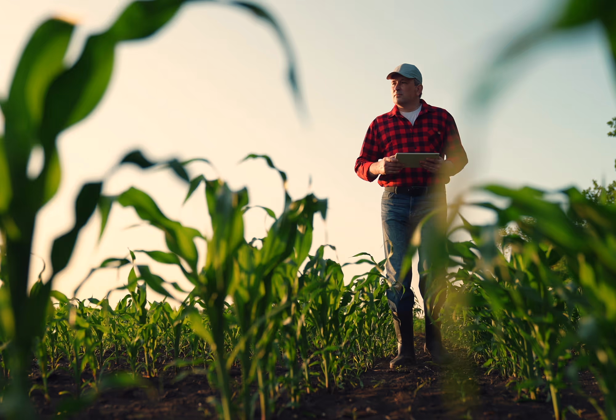 Farmer in a field