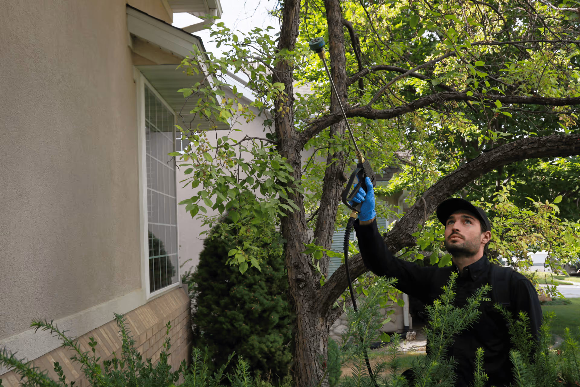 Man wearing a black cap and gloves spraying insecticide on a tree in a residential garden.