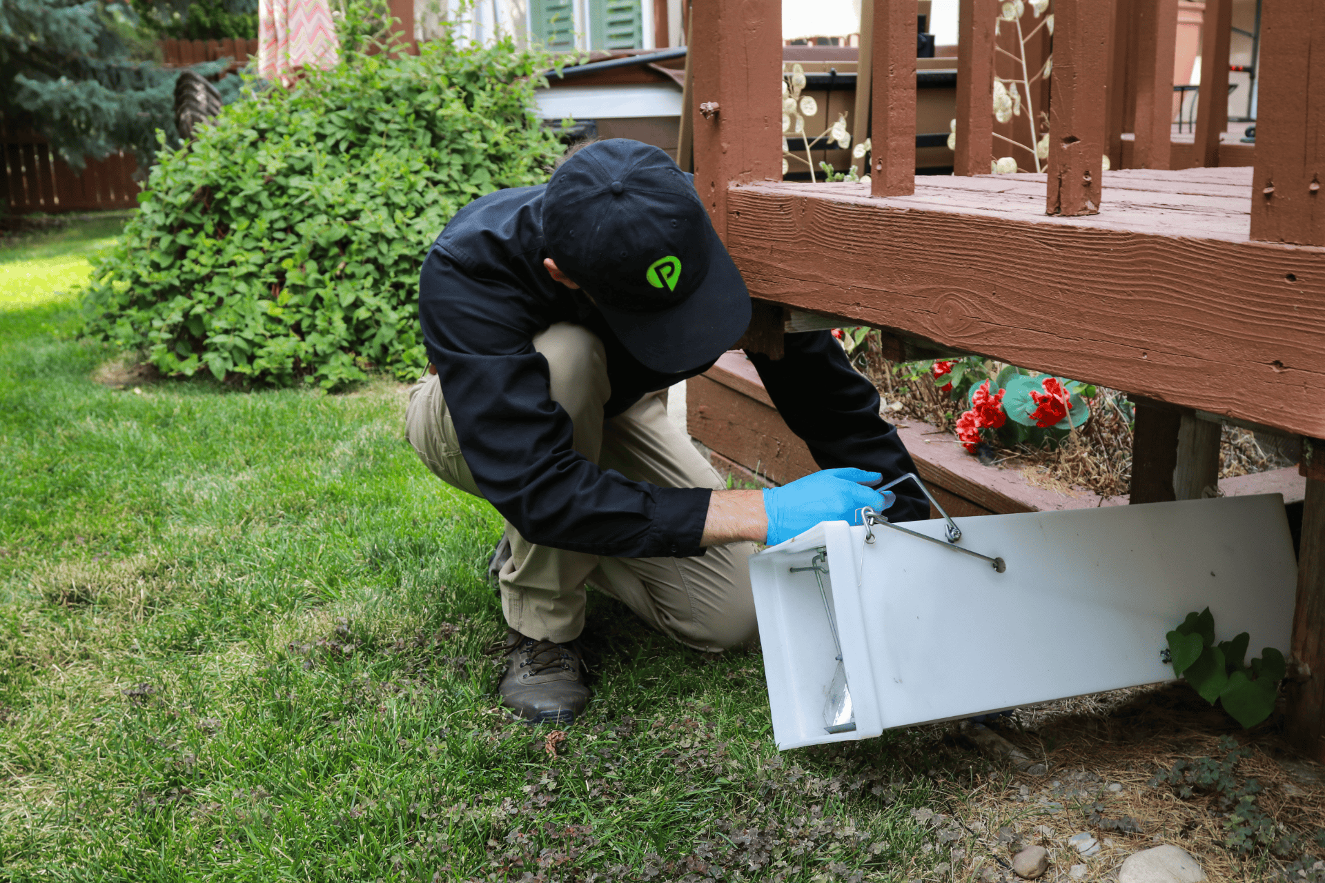 Man wearing blue gloves setting a humane animal trap near a porch