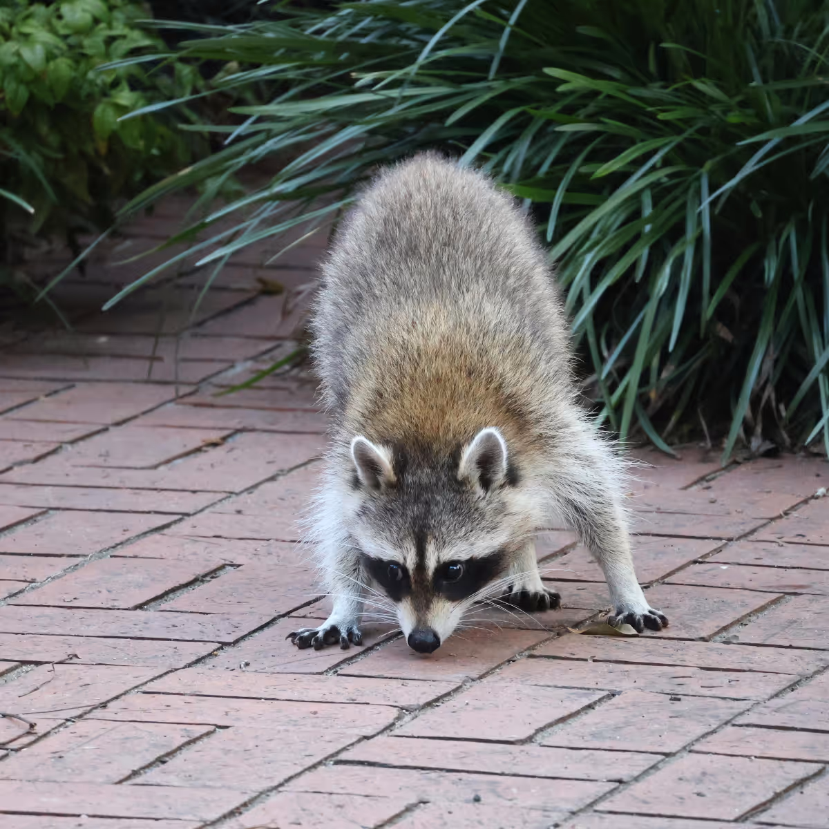 Raccoon sniffing the ground on a brick pathway near green foliage.
