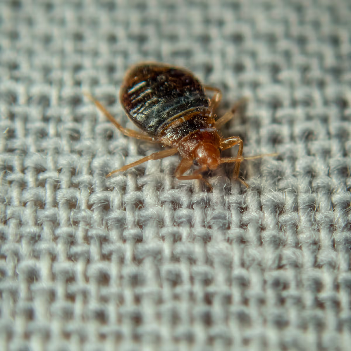 Close-up of a bed bug on a textured gray fabric surface.