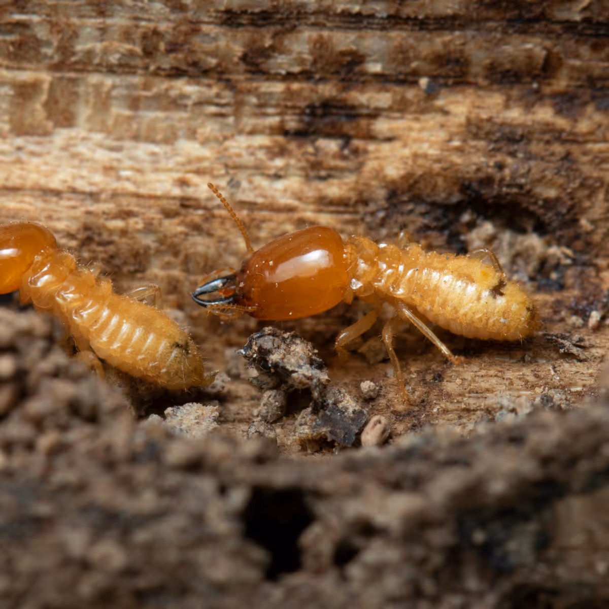 Close-up of two orange termites on wood, showing detailed segmented bodies and mandibles.