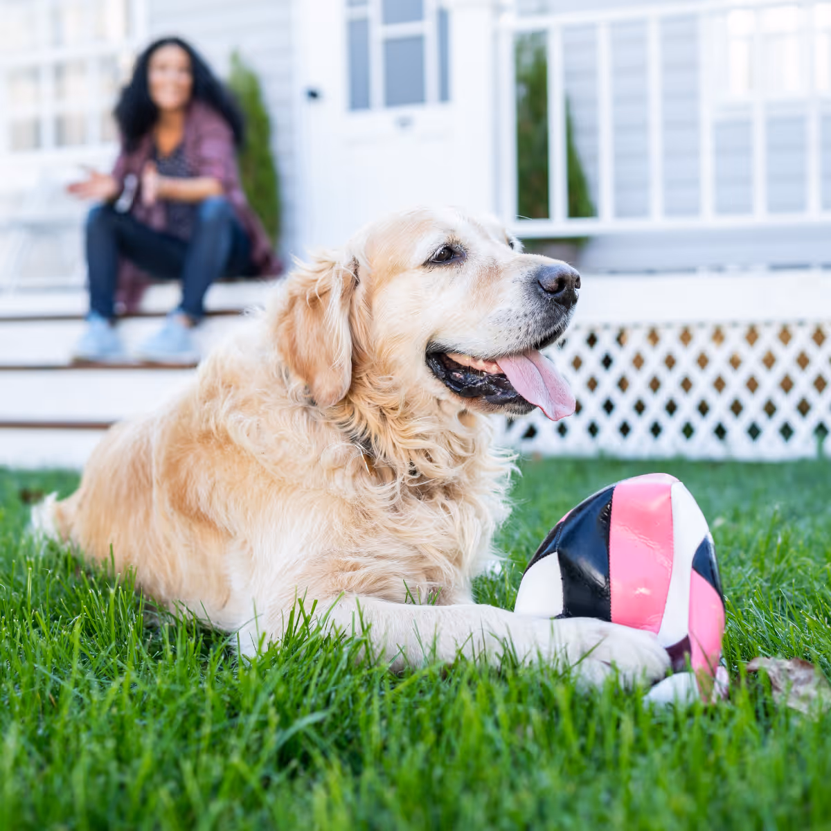 Golden retriever lying on green grass with a pink and black soccer ball at a house porch with a woman sitting on the steps in the background.