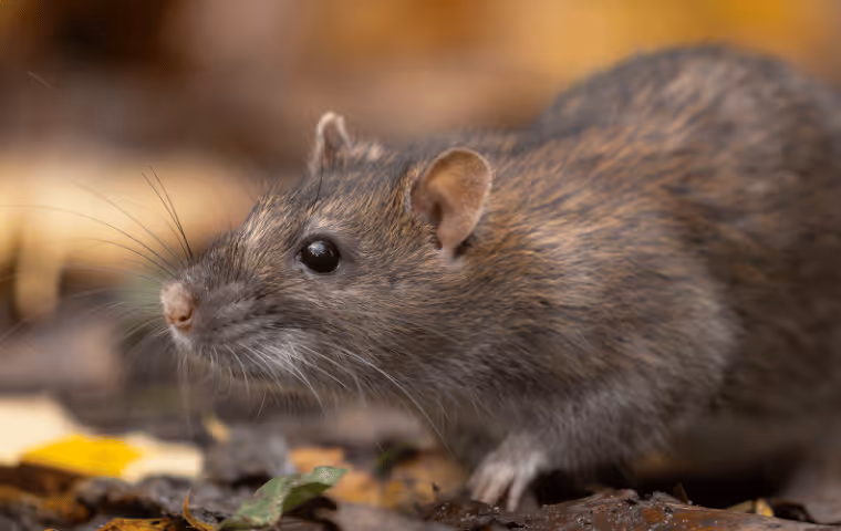 Close-up of a brown rat with whiskers and dark eyes on a ground covered with leaves and small debris.