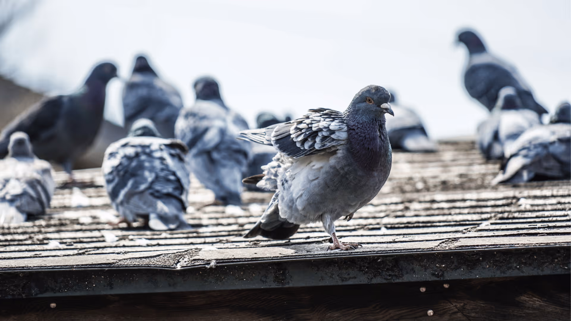 Group of pigeons congregating on a roof with one pigeon in clear focus standing on one leg.