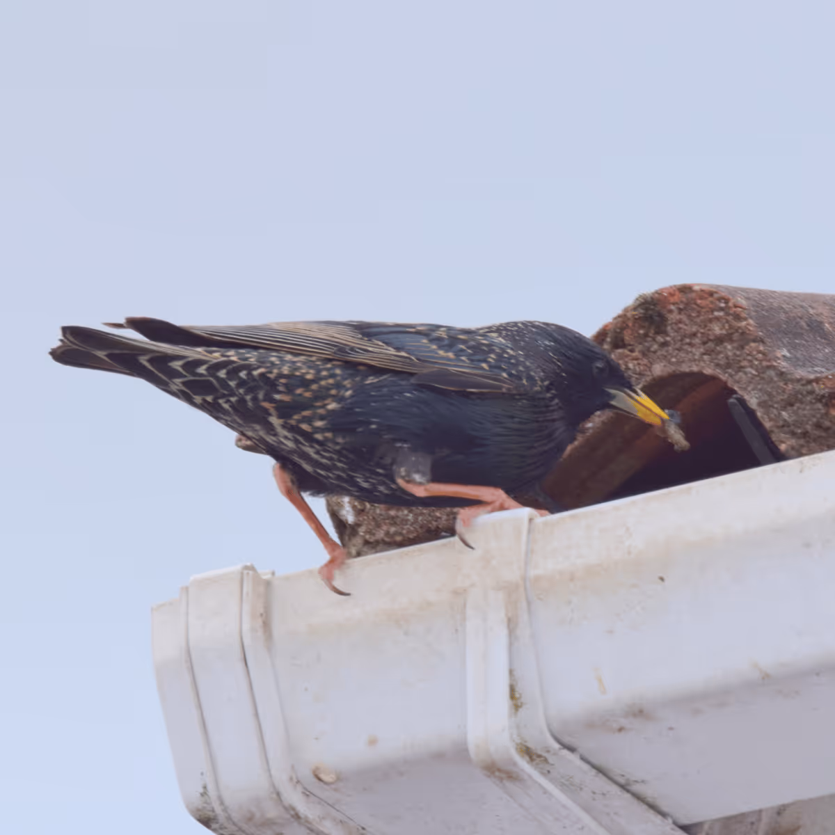 Starling bird perched on a roof edge holding an insect in its yellow beak.