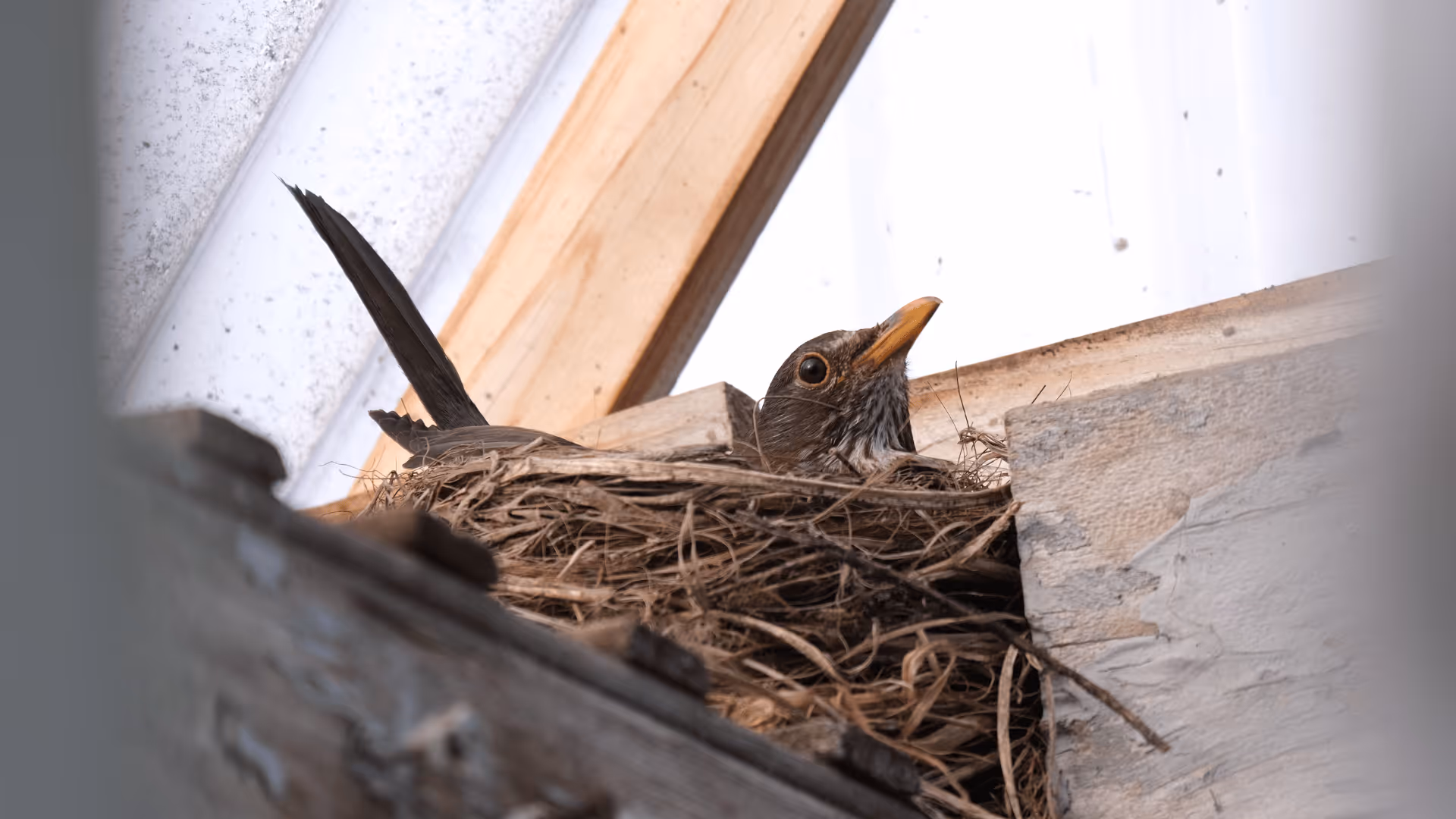 Bird with an orange beak sitting in a nest made of twigs under wooden eaves.
