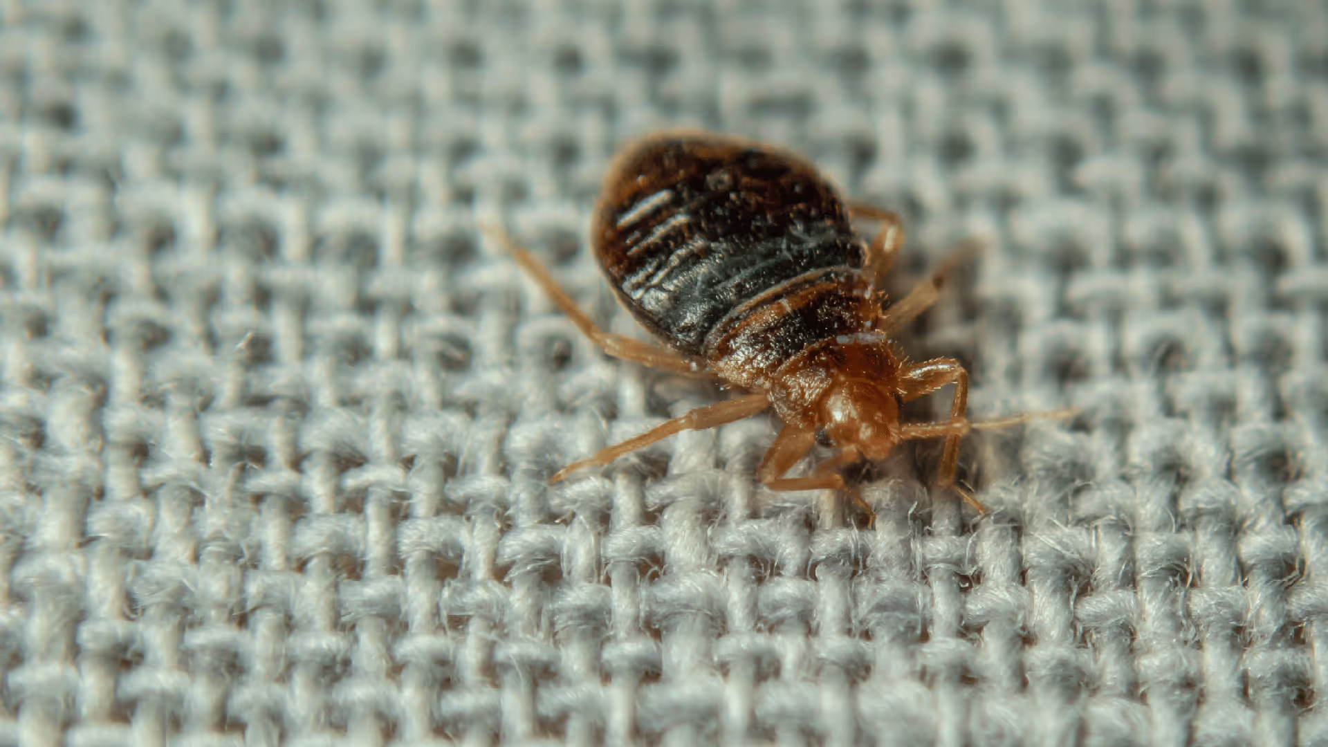 Close-up of a brown bed bug on a textured light gray fabric surface.