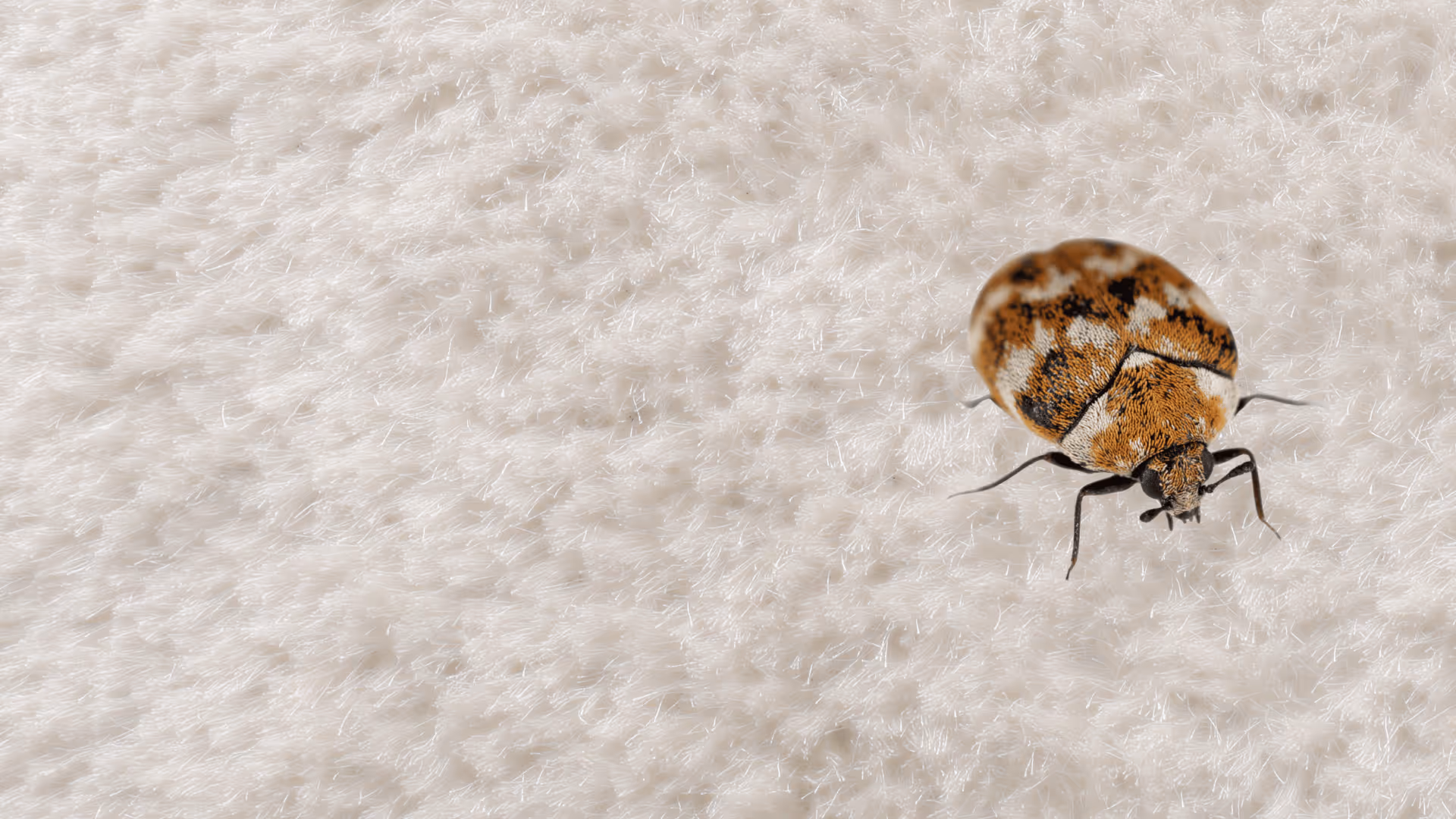 Close-up of a small brown and white carpet beetle on textured white fabric.