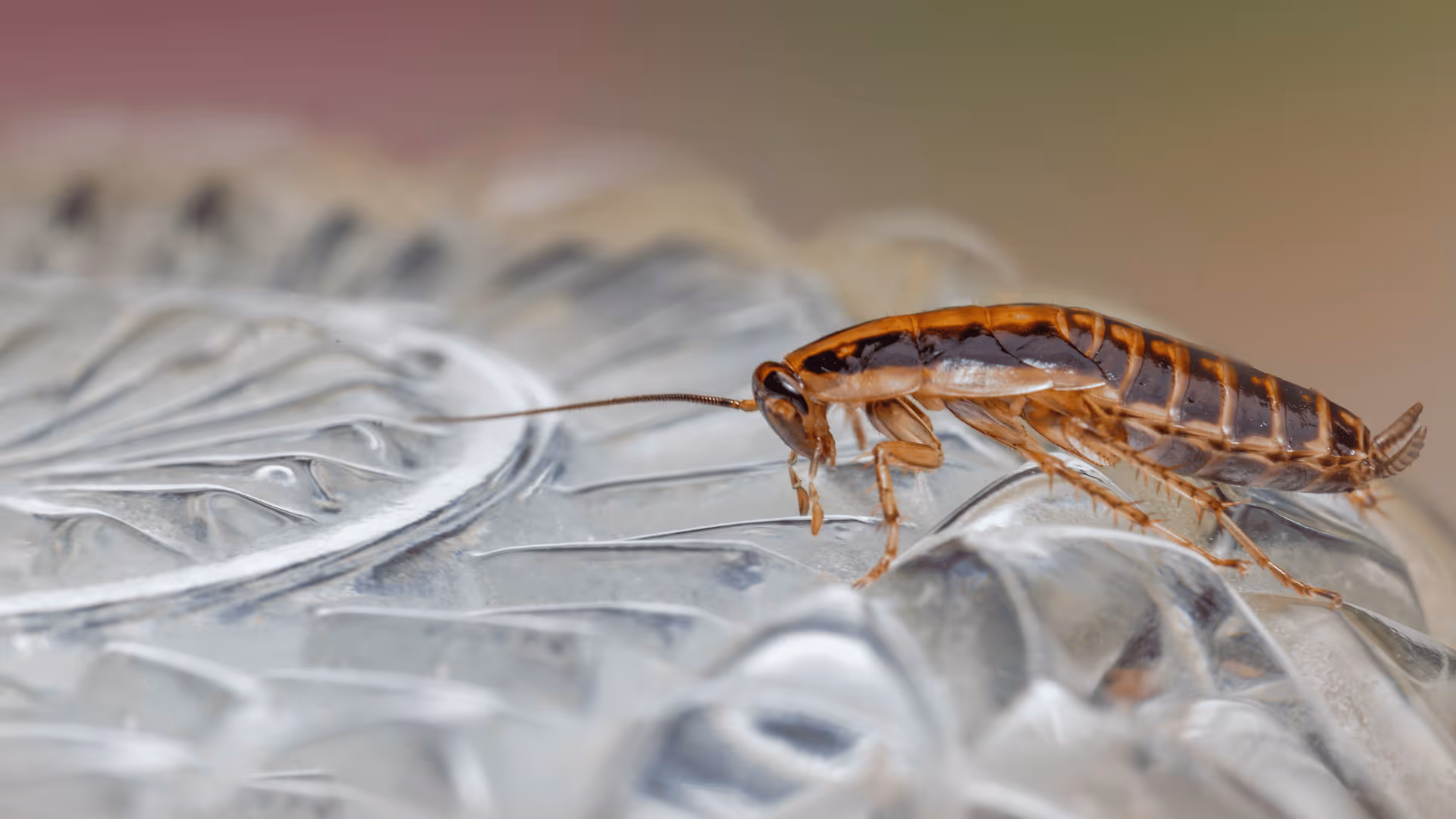 Close-up of a brown cockroach walking on a textured translucent surface.