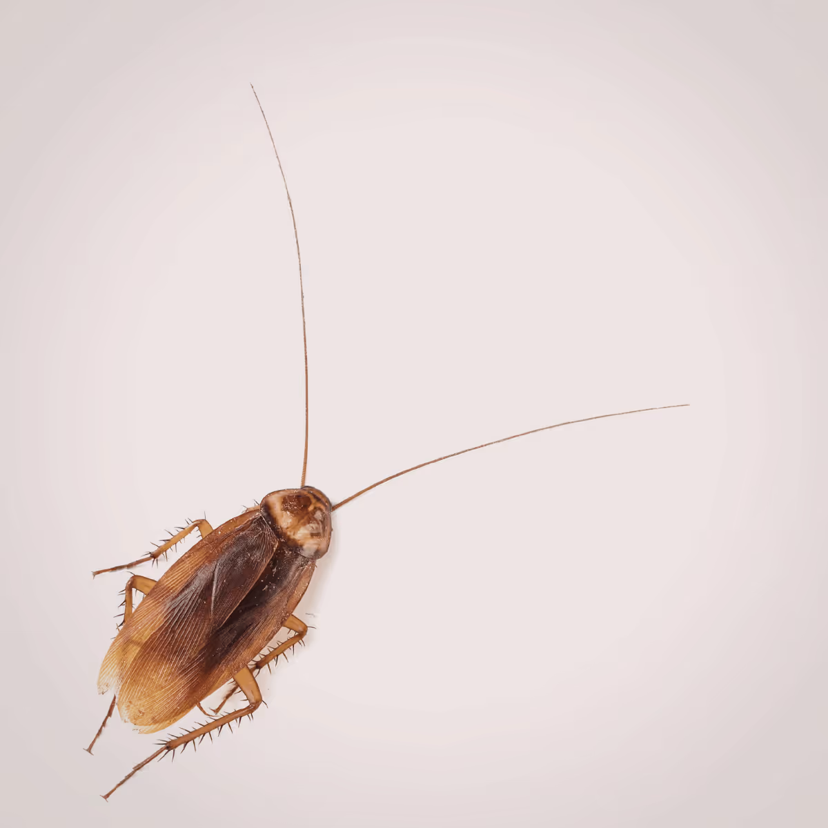 Close-up of a brown cockroach with long antennae on a light background.