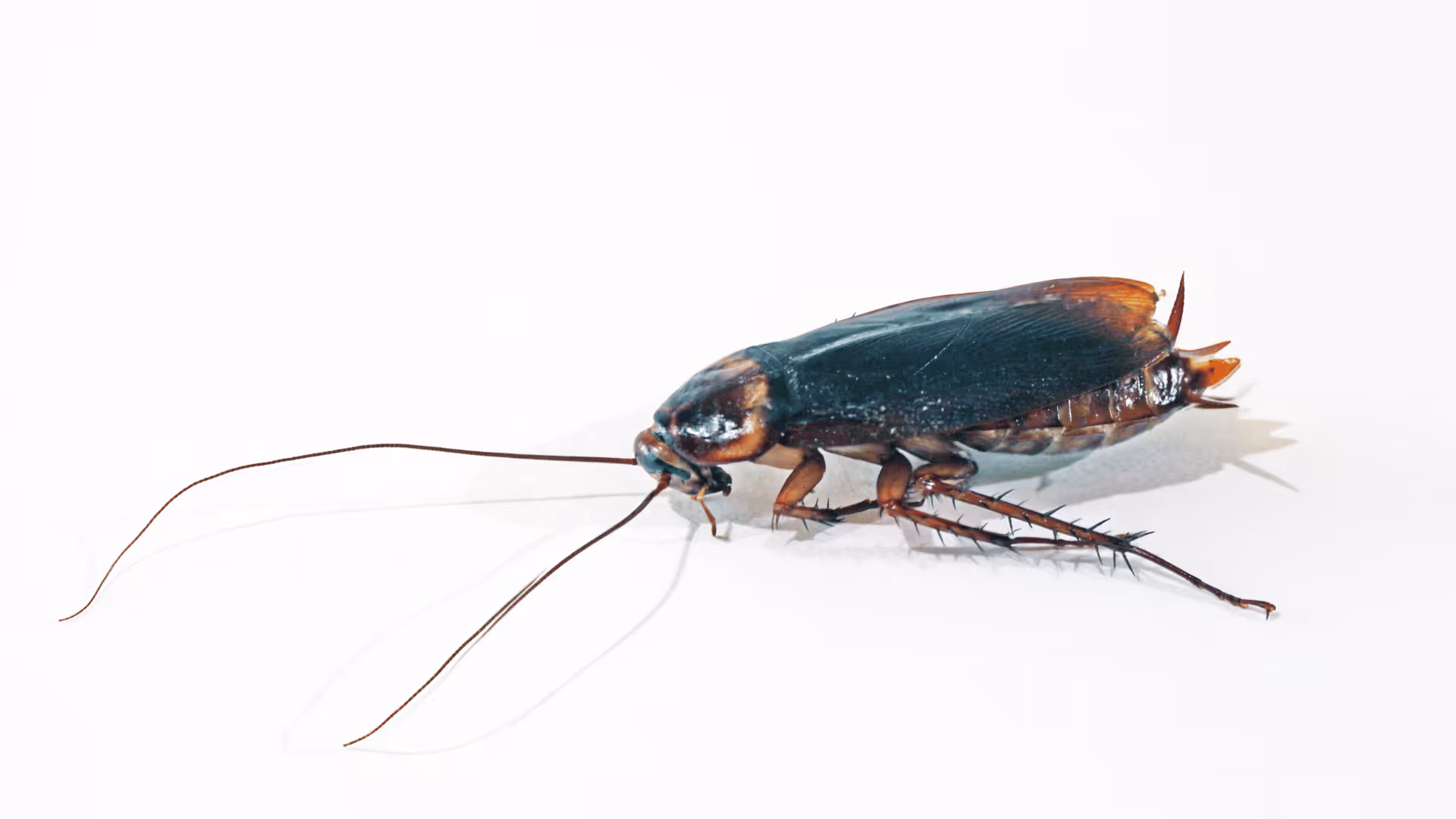 Close-up of a brown and black cockroach on a white background.