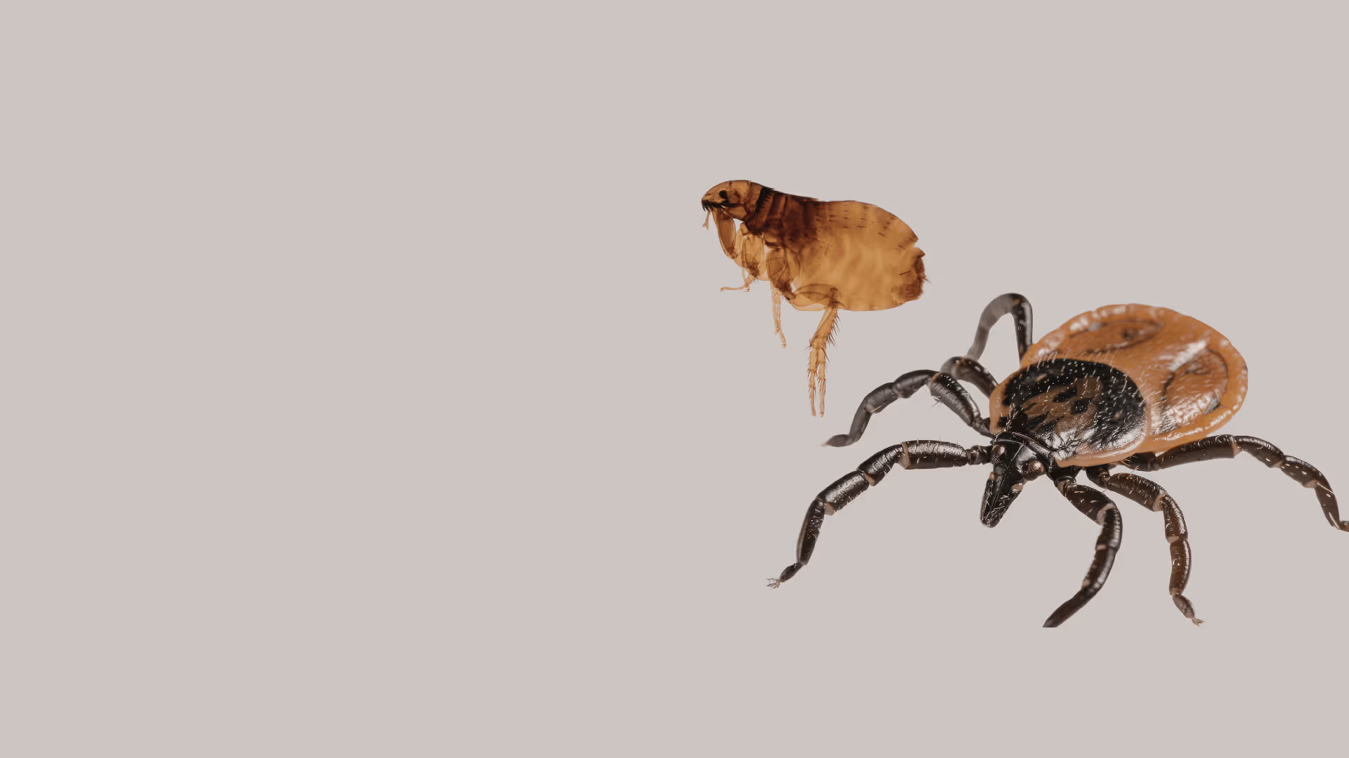 Close-up of a flea and a tick on a plain light background.