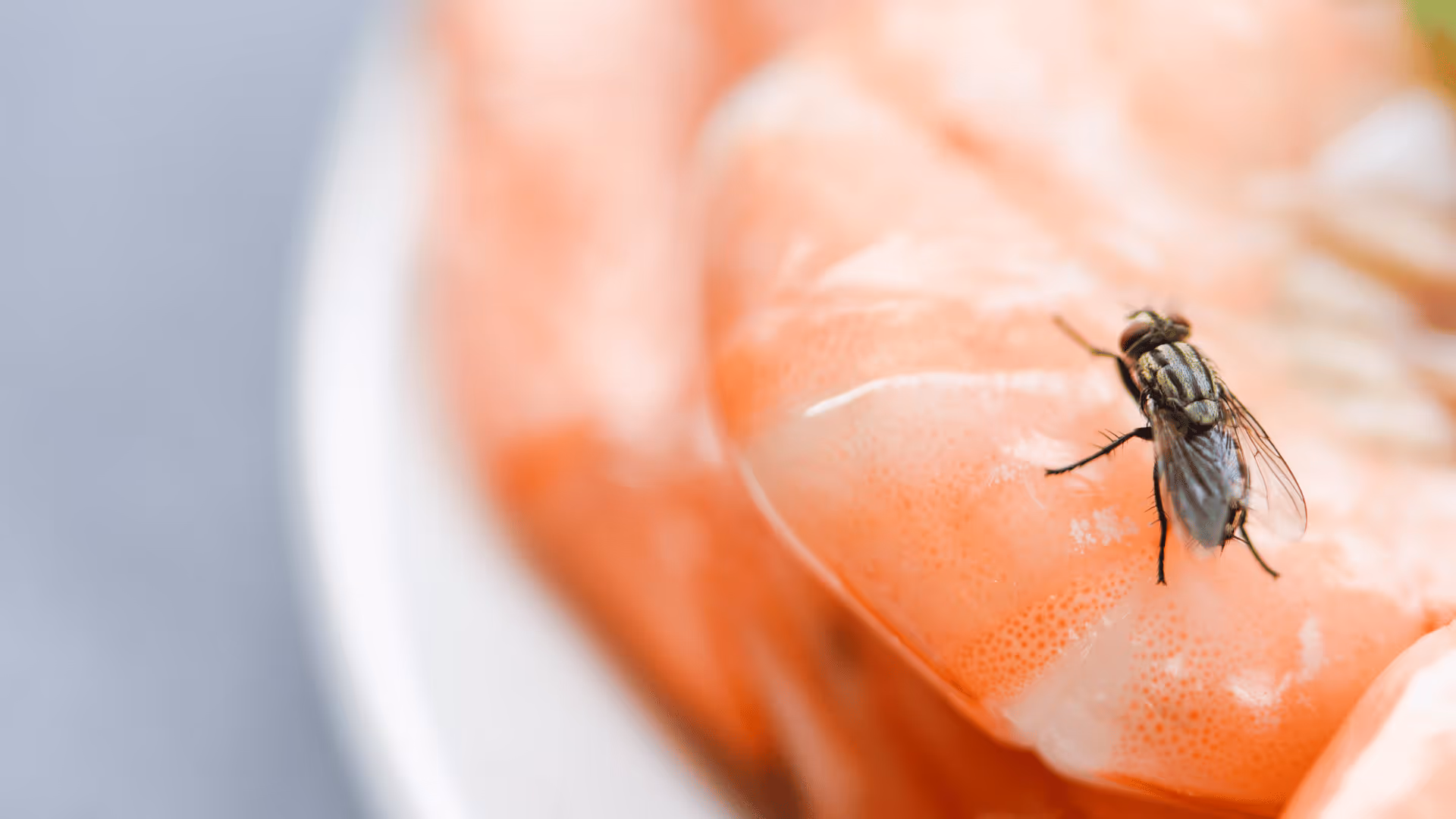 Close-up of a housefly resting on an orange shrimp surface.