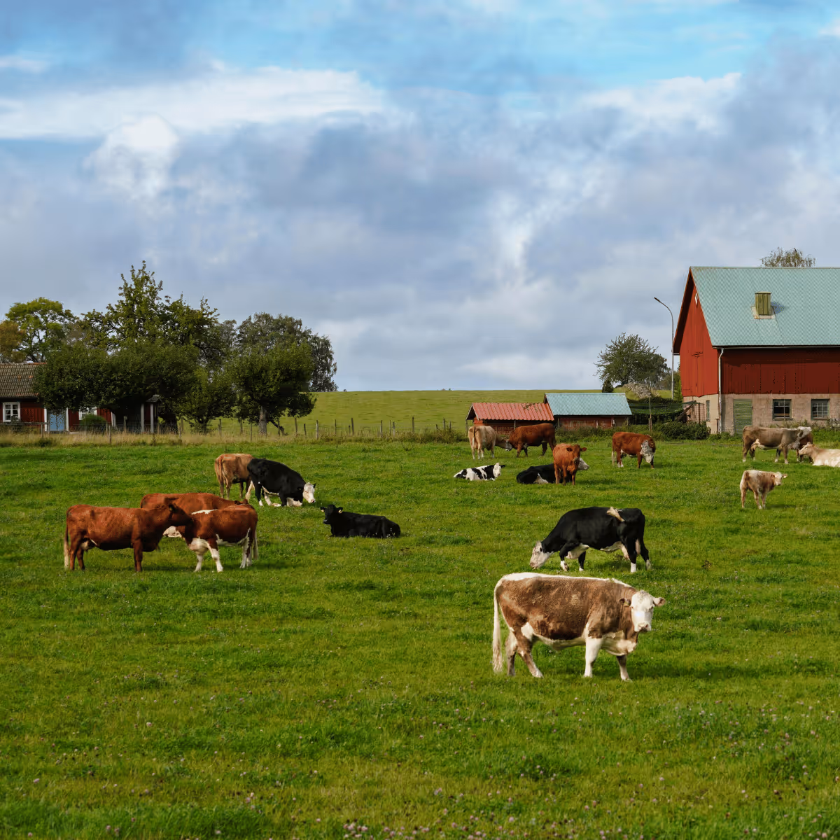 Cows grazing and resting on a green farm field with red barns and trees under a cloudy sky.