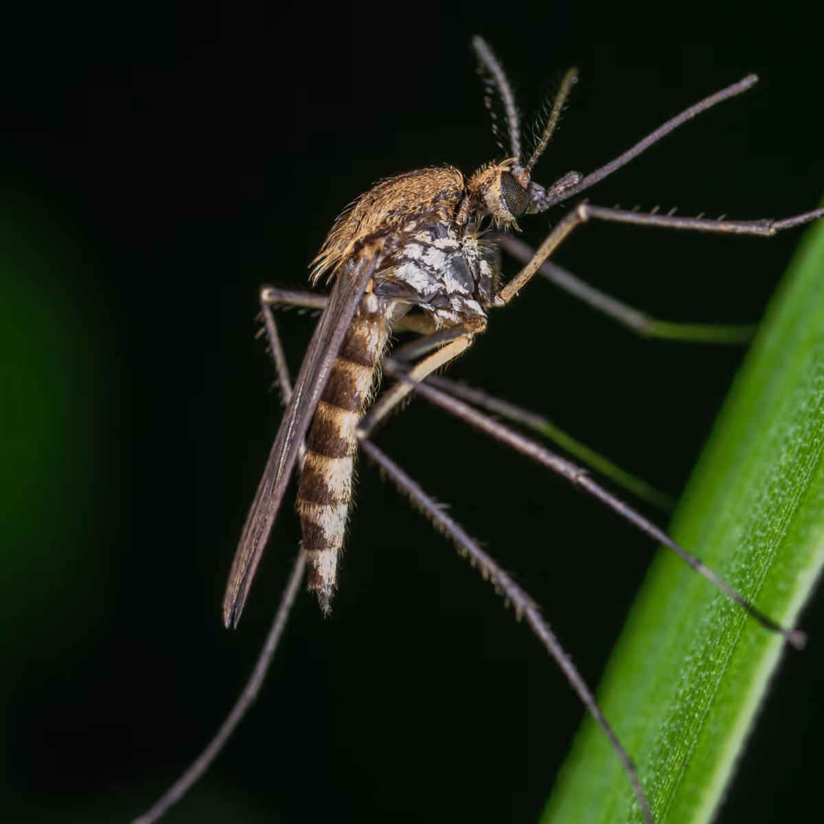 Close-up of a mosquito perched on a green leaf against a dark background.