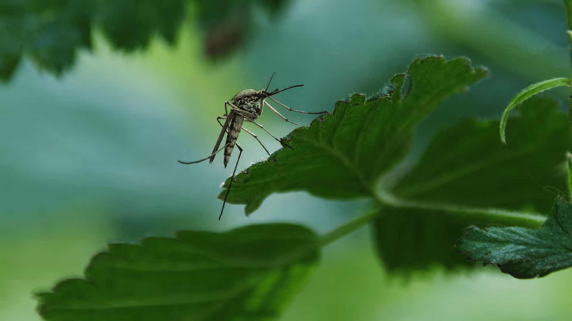 Close-up of a mosquito perched on the edge of a green leaf with blurred green background.