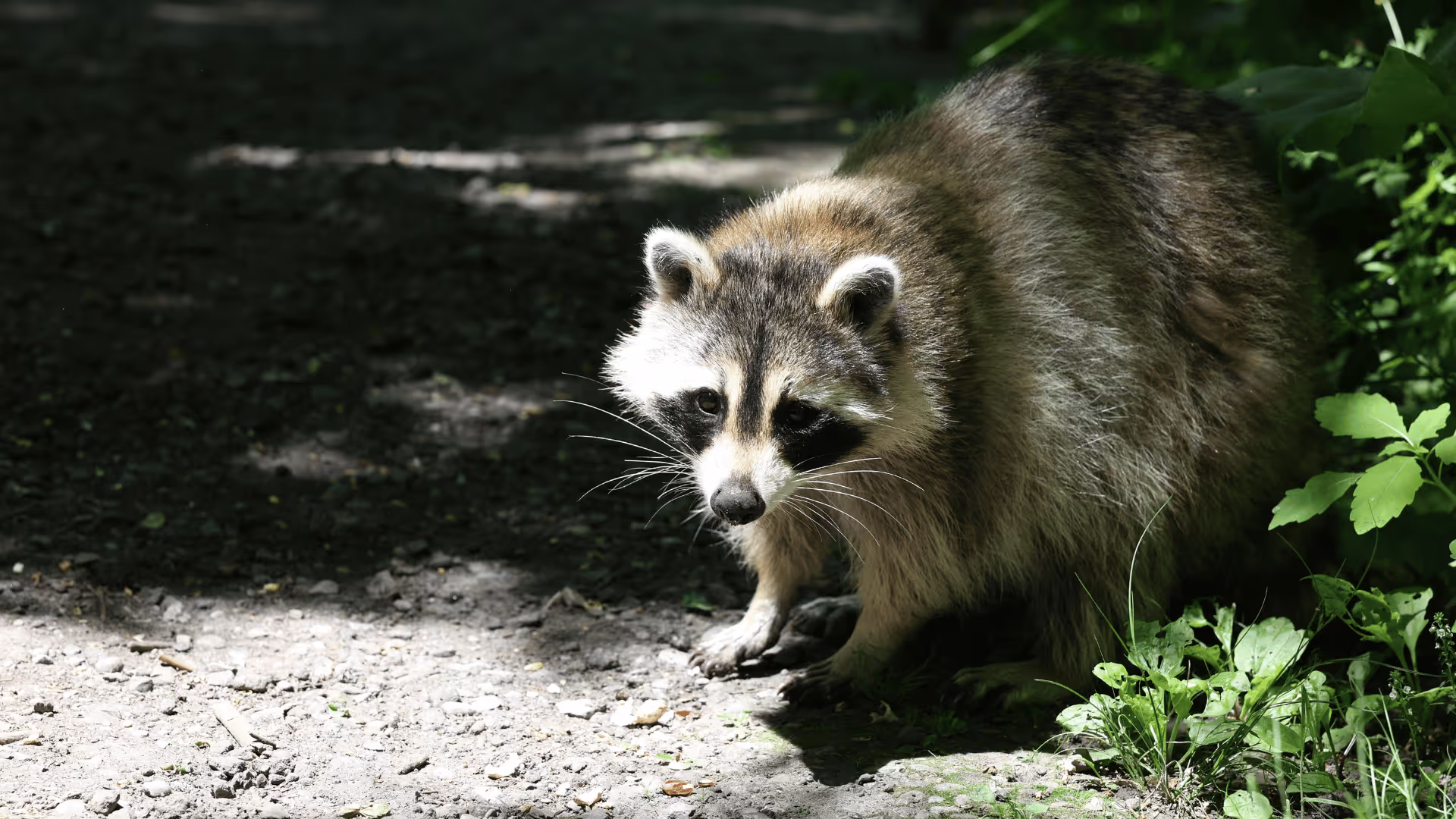 Raccoon standing on a dirt path partially shaded, with greenery on the right side.