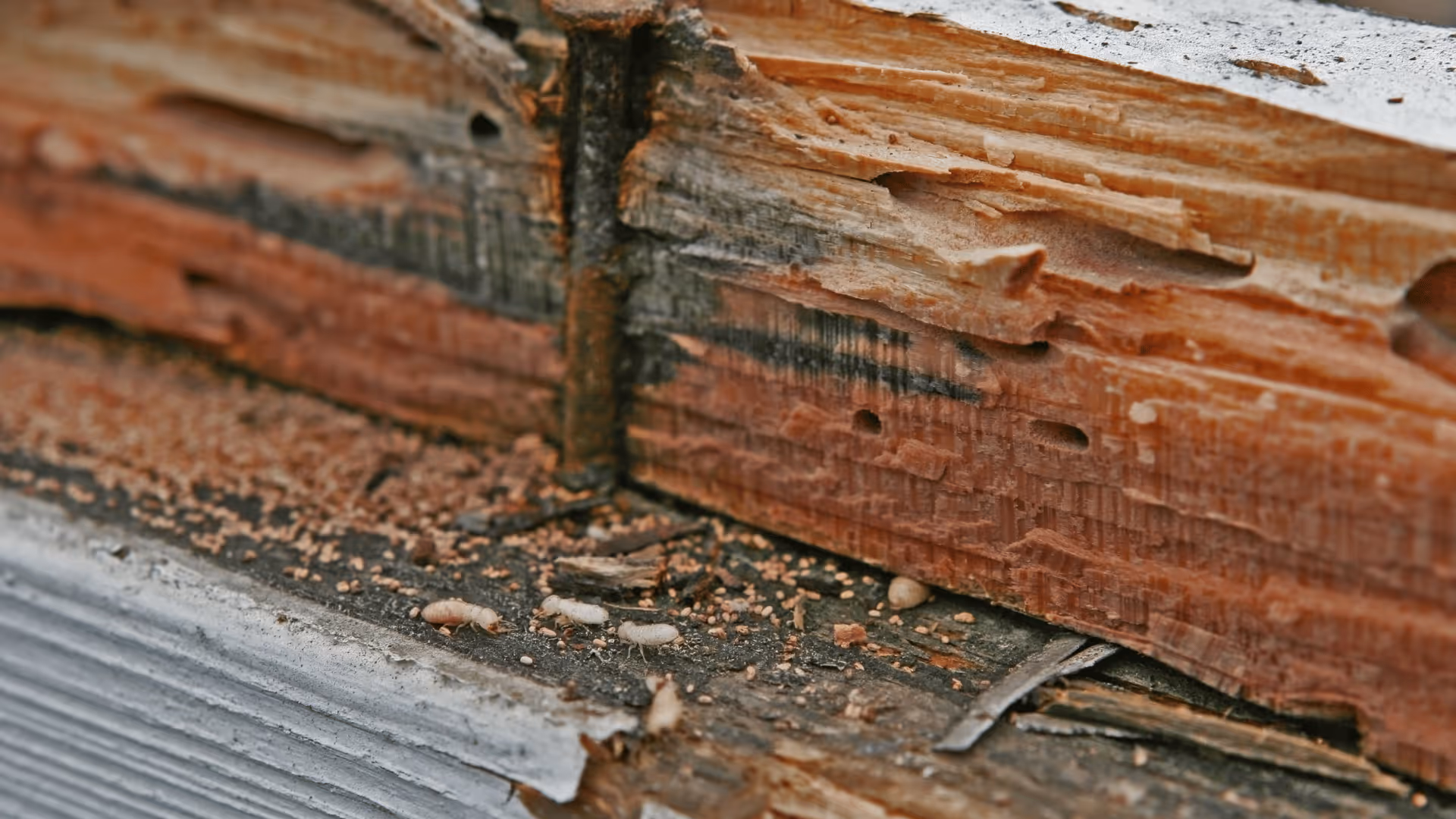 Close-up of damaged wood with termite holes and several small white termites crawling on the surface.