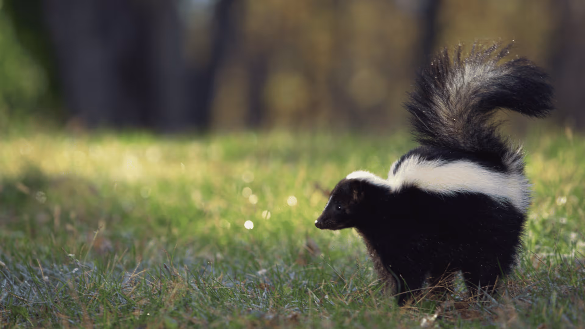 Skunk with raised tail standing on grass in a forested area.