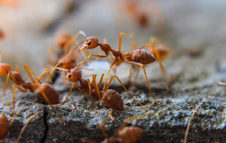 Close-up of several red ants walking on a rough, gray rock surface.