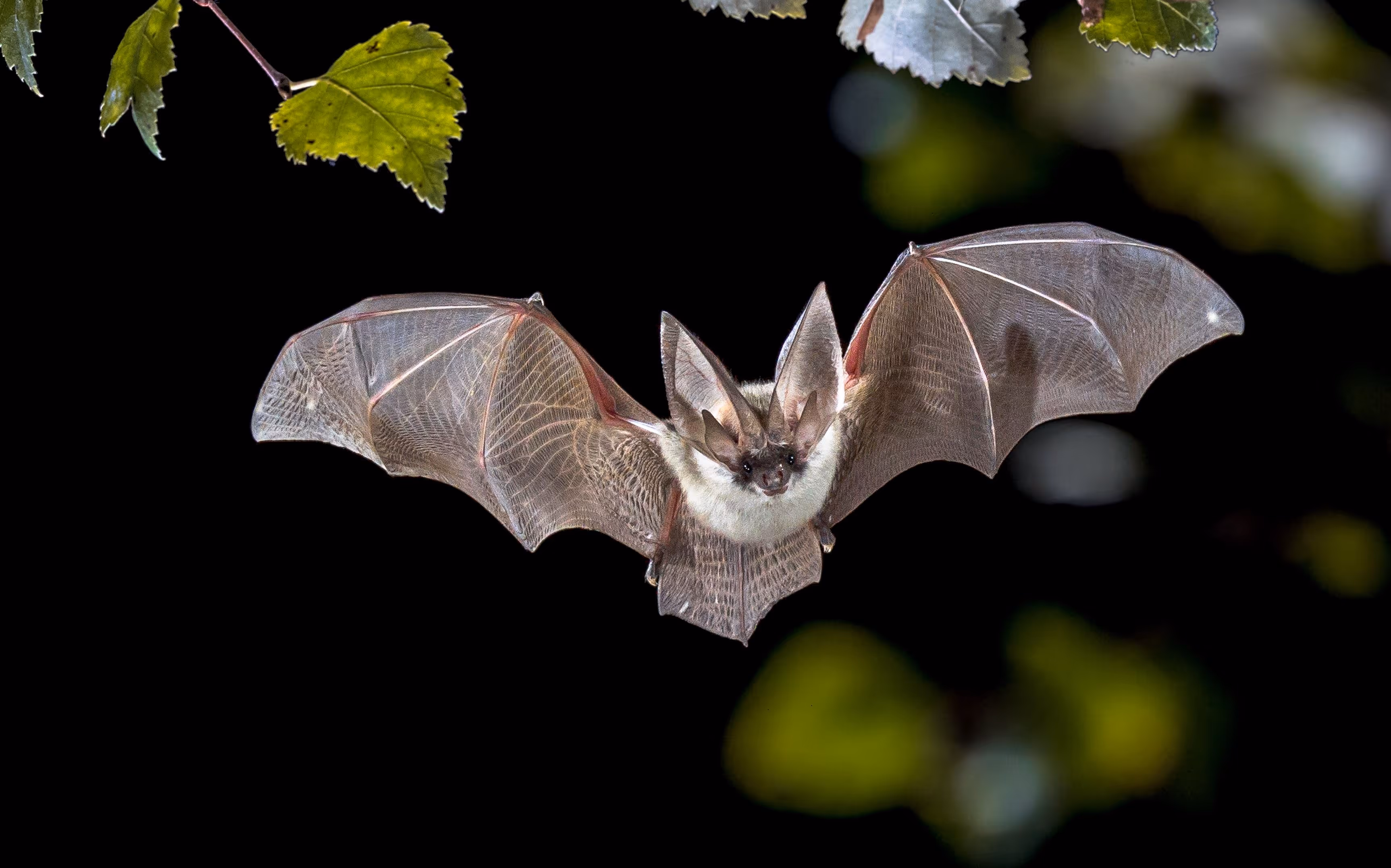 Bat with large ears flying in front of a dark background with green leaves.