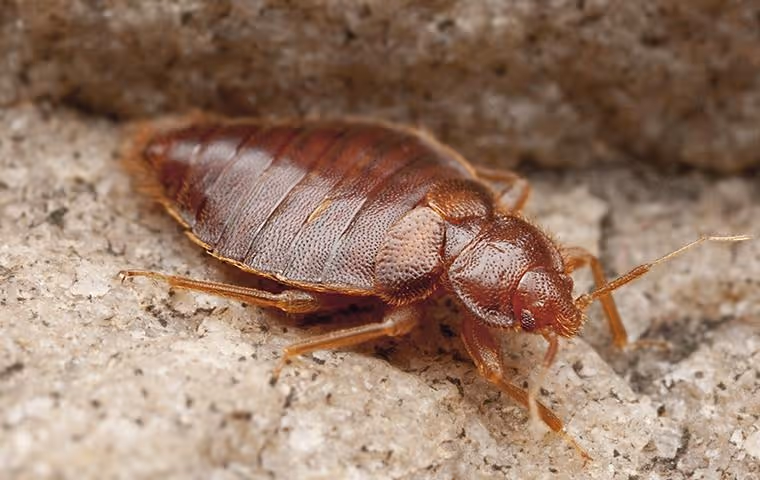 Close-up of a reddish-brown bed bug on a rough beige surface.
