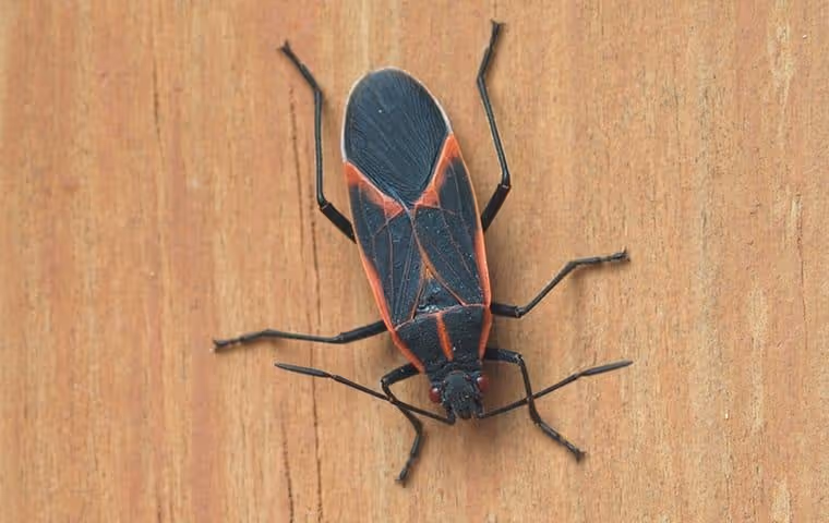 Black and red boxelder bug on a wooden surface.