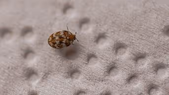 Close-up of a small brown and beige carpet beetle on a textured gray surface.