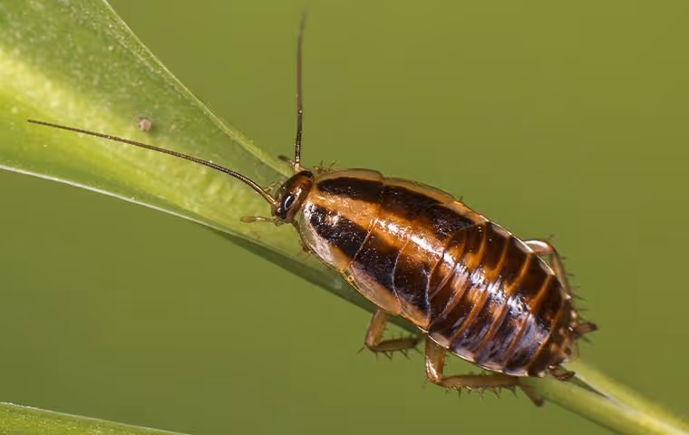 Close-up of a brown and black striped cockroach on a green leaf.