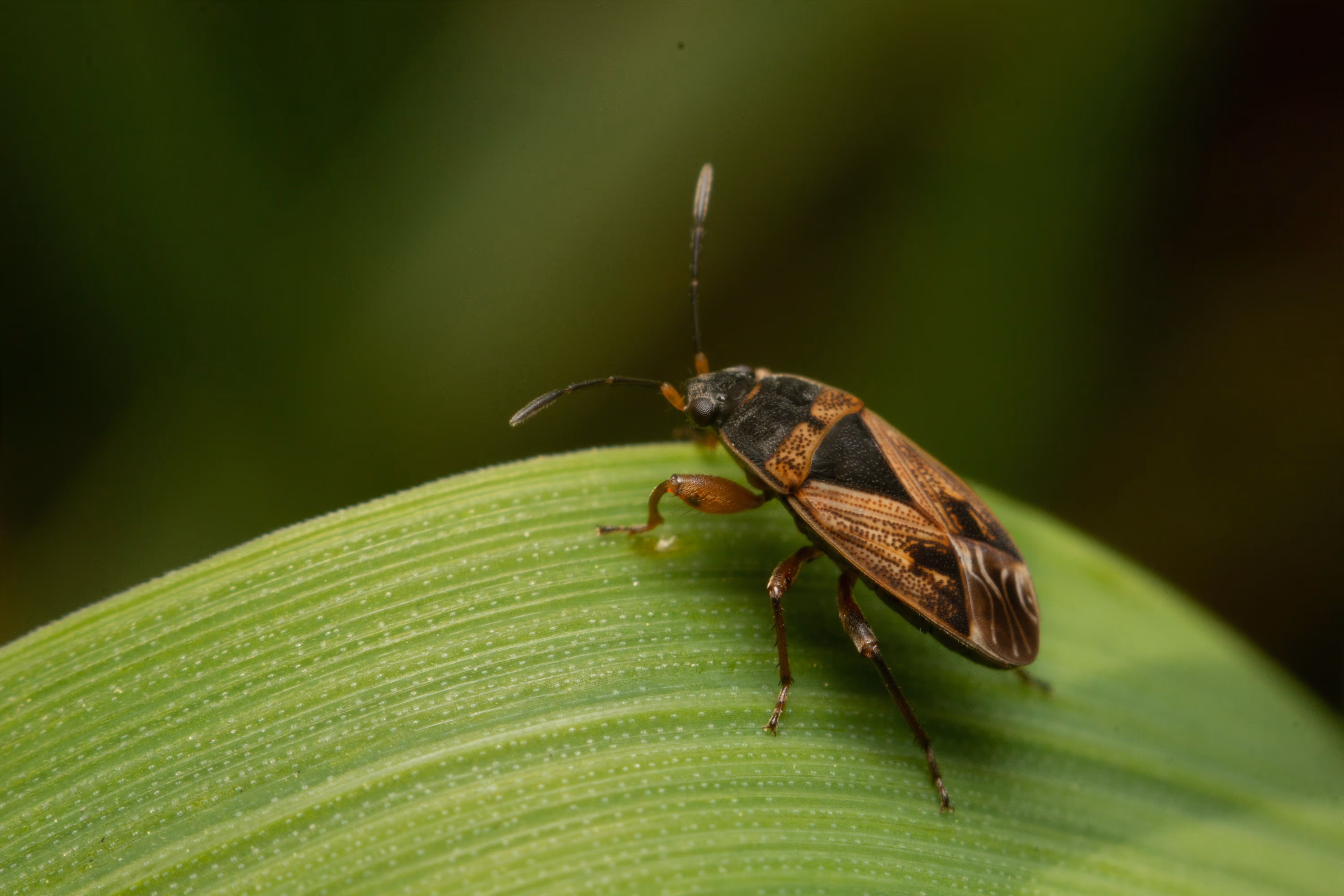 Close-up of a brown and black seed bug with long antennae on a green leaf.