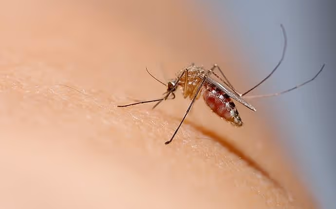 Close-up of a mosquito feeding on human skin, showing its long proboscis and legs.