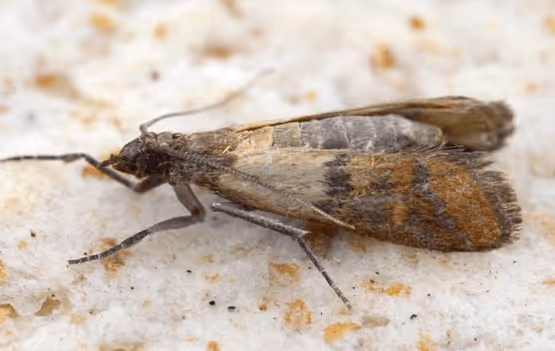 Close-up of a small brown moth with patterned wings resting on a light textured surface.